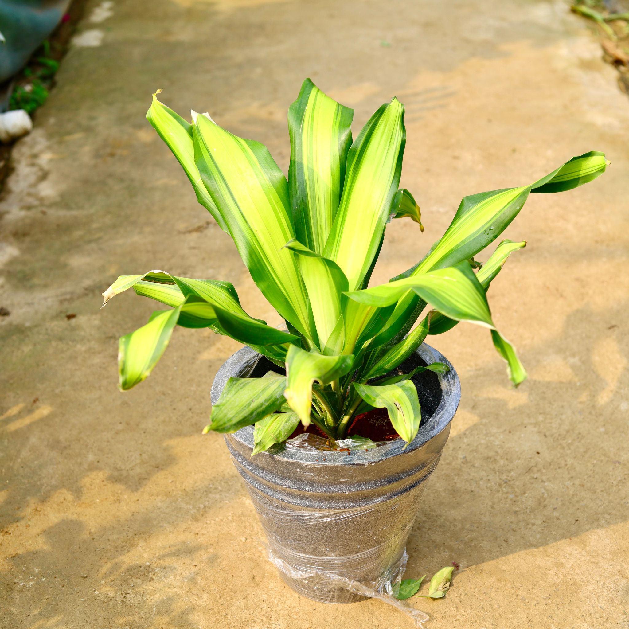 Dracaena Dara Singh in 12 X 12 Inch Grey Premium Konus Fiberglass Planter- Durable large size decorative fiber pot for indoor outdoor plants with 5 year warranty