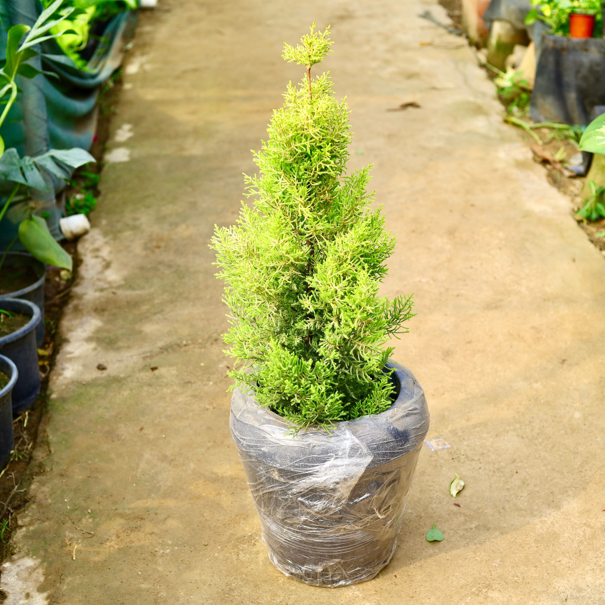 Golden Cypress in 13 X 14 Inch Grey Premium Milo Fiberglass Planter- Durable large size decorative fiber pot for indoor outdoor plants with 5 year warranty
