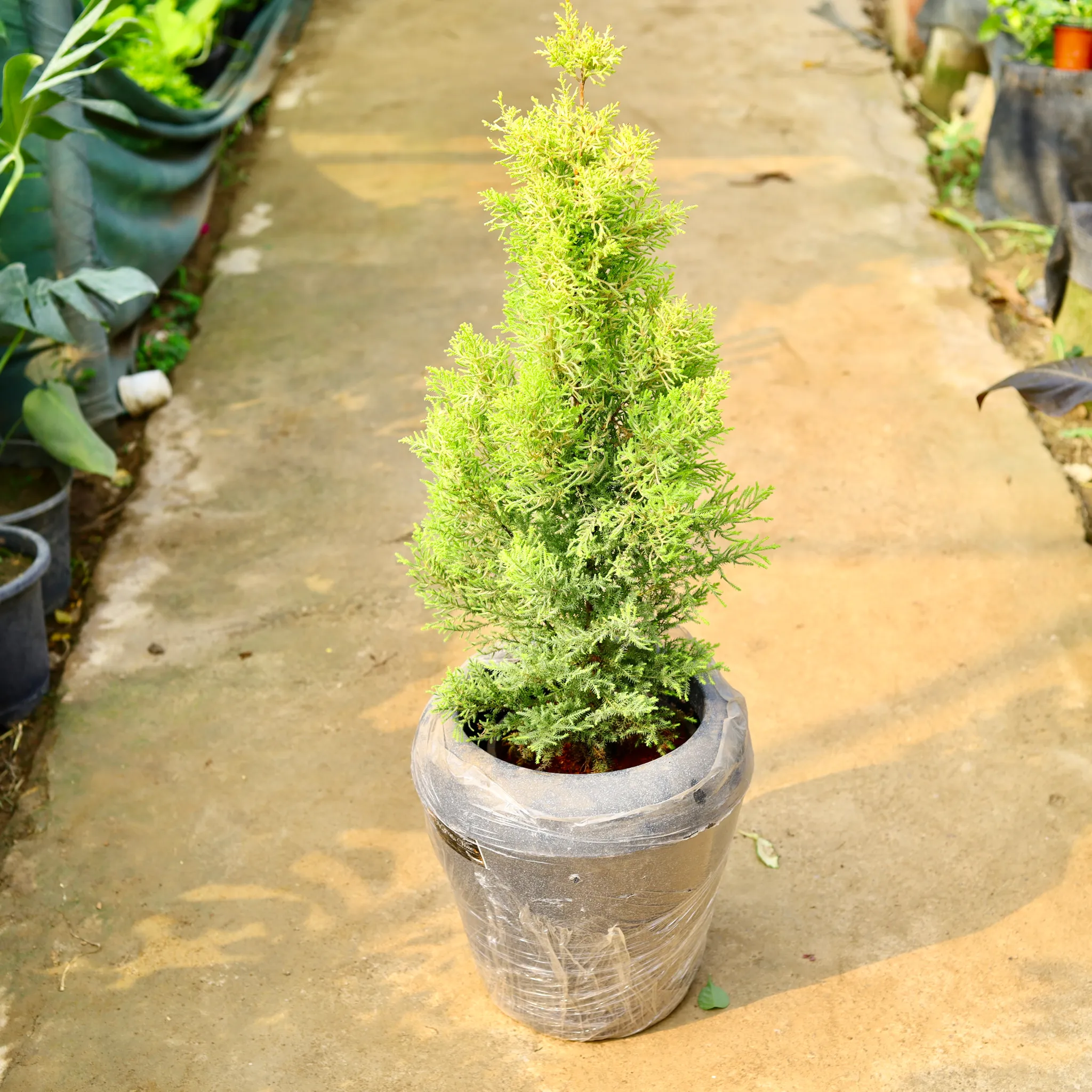 Golden Cypress in 13 X 14 Inch Grey Premium Milo Fiberglass Planter- Durable large size decorative fiber pot for indoor outdoor plants with 5 year warranty