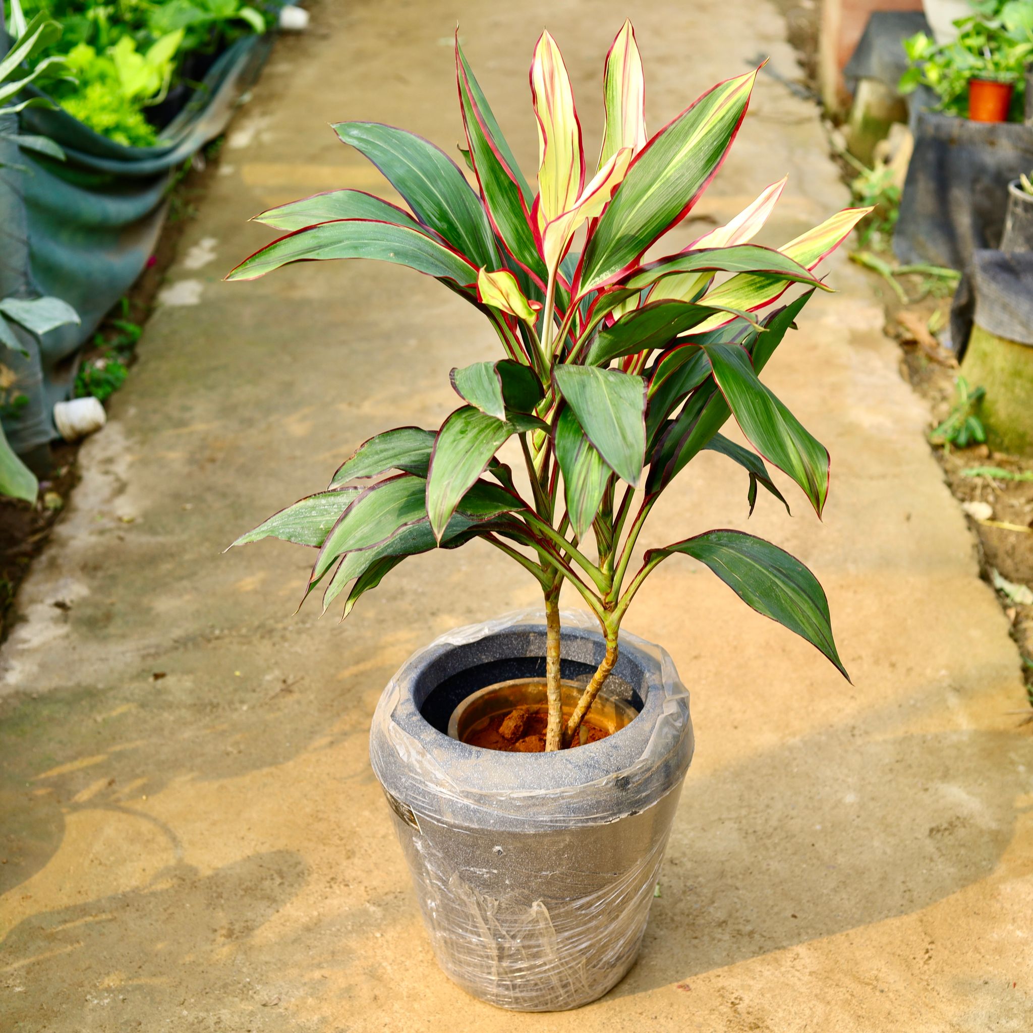 Dracaena Variegated in 13 X 14 Inch Grey Premium Milo Fiberglass Planter- Durable large size decorative fiber pot for indoor outdoor plants with 5 year warranty