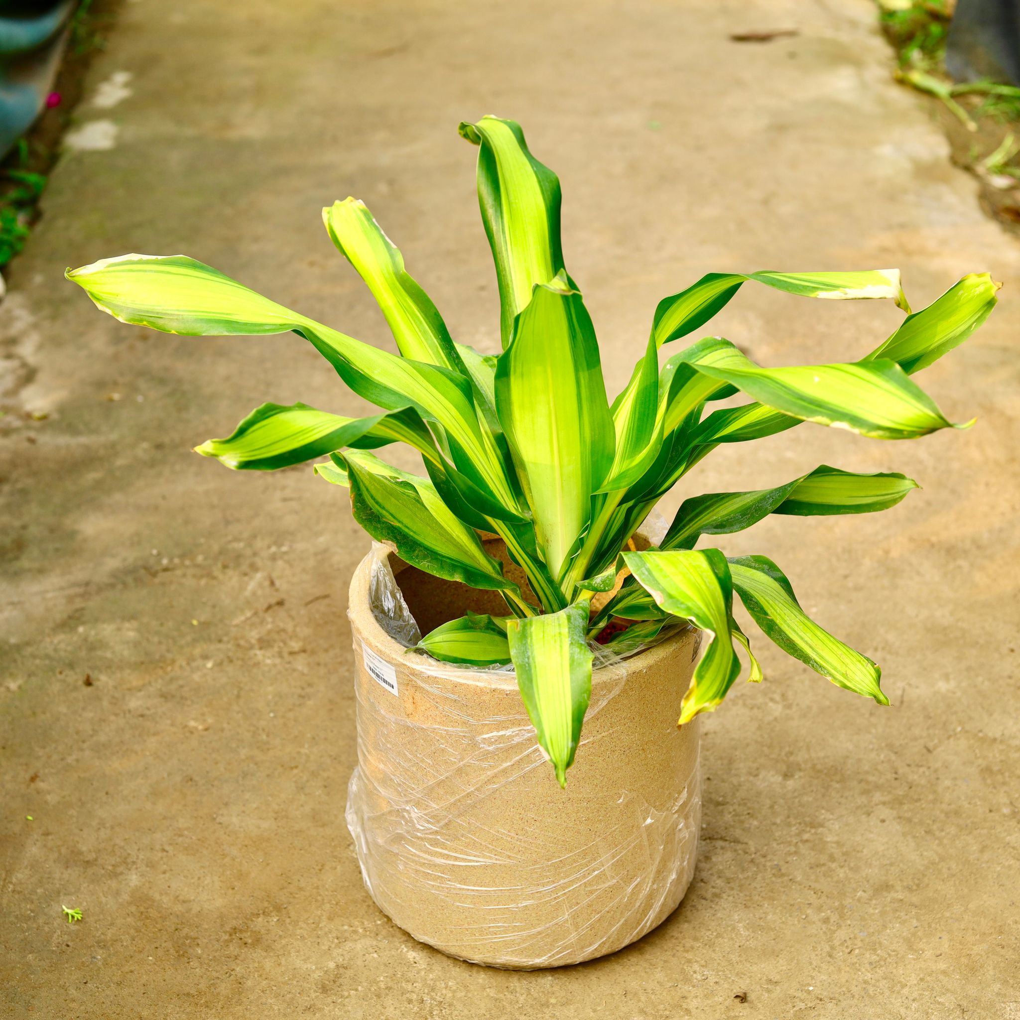 Dracaena Dara Singh in 11 X 11 Inch Sandstone Premium Dochieo Fiberglass Planter- Durable large size decorative fiber pot for indoor outdoor plants with 5 year warranty