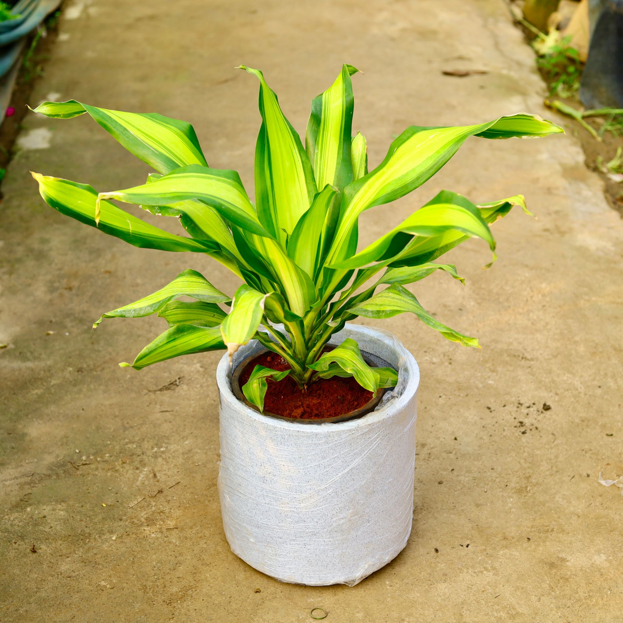 Dracaena Dara Singh in 11 X 11 Inch White Premium Dochieo Fiberglass Planter- Durable large size decorative fiber pot for indoor outdoor plants with 5 year warranty