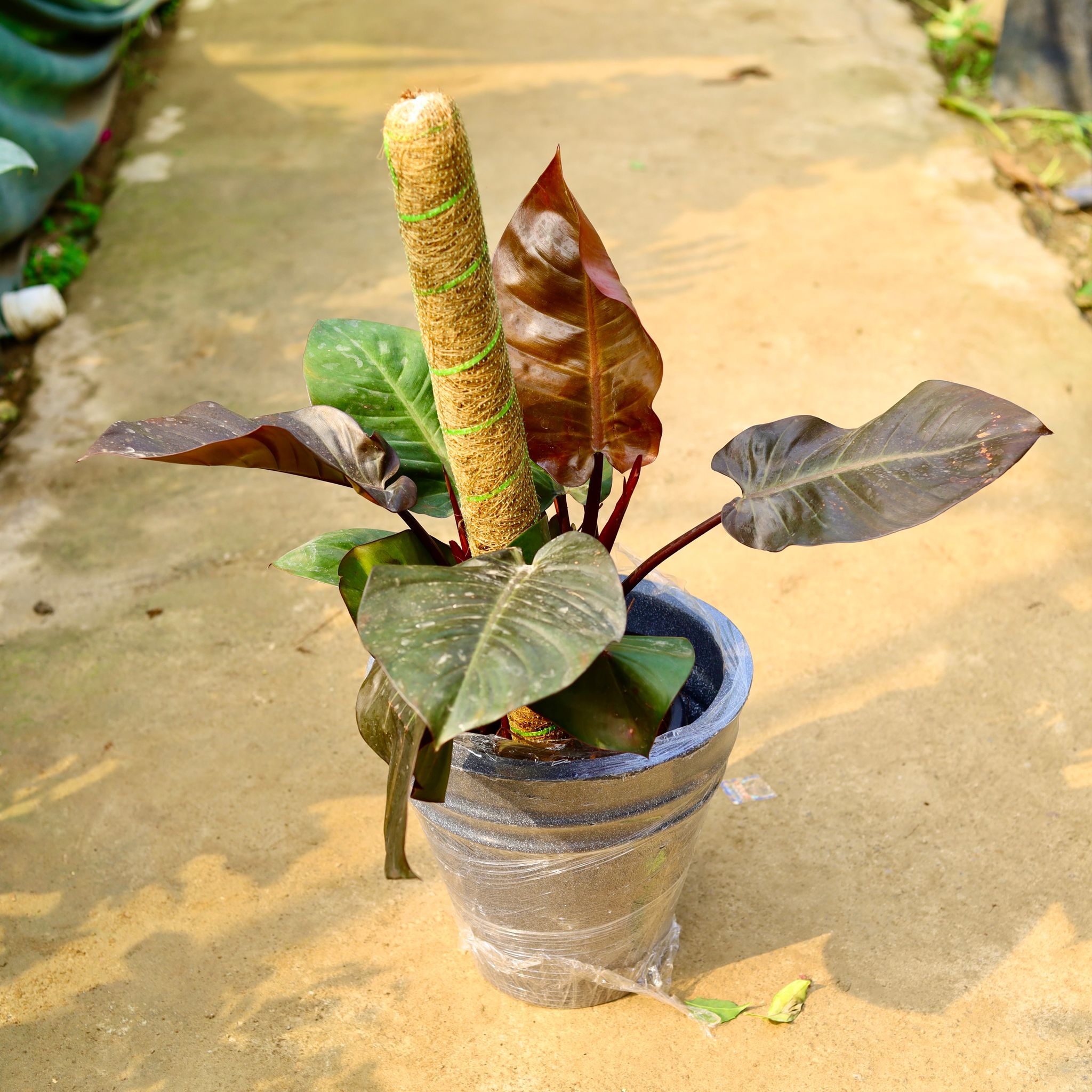 Philodendron Black with (~ 2 Ft) Moss Stick in 12 X 12 Inch Grey Premium Konus Fiberglass Planter- Durable large size decorative fiber pot for indoor outdoor plants with 5 year warranty