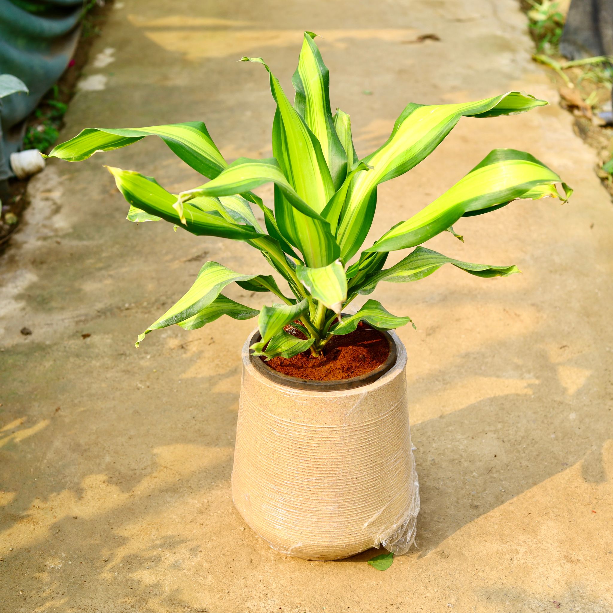 Dracaena Dara Singh in 12 X 12 Inch Sandstone Premium Sierra Fiberglass Planter- Durable large size decorative fiber pot for indoor outdoor plants with 5 year warranty