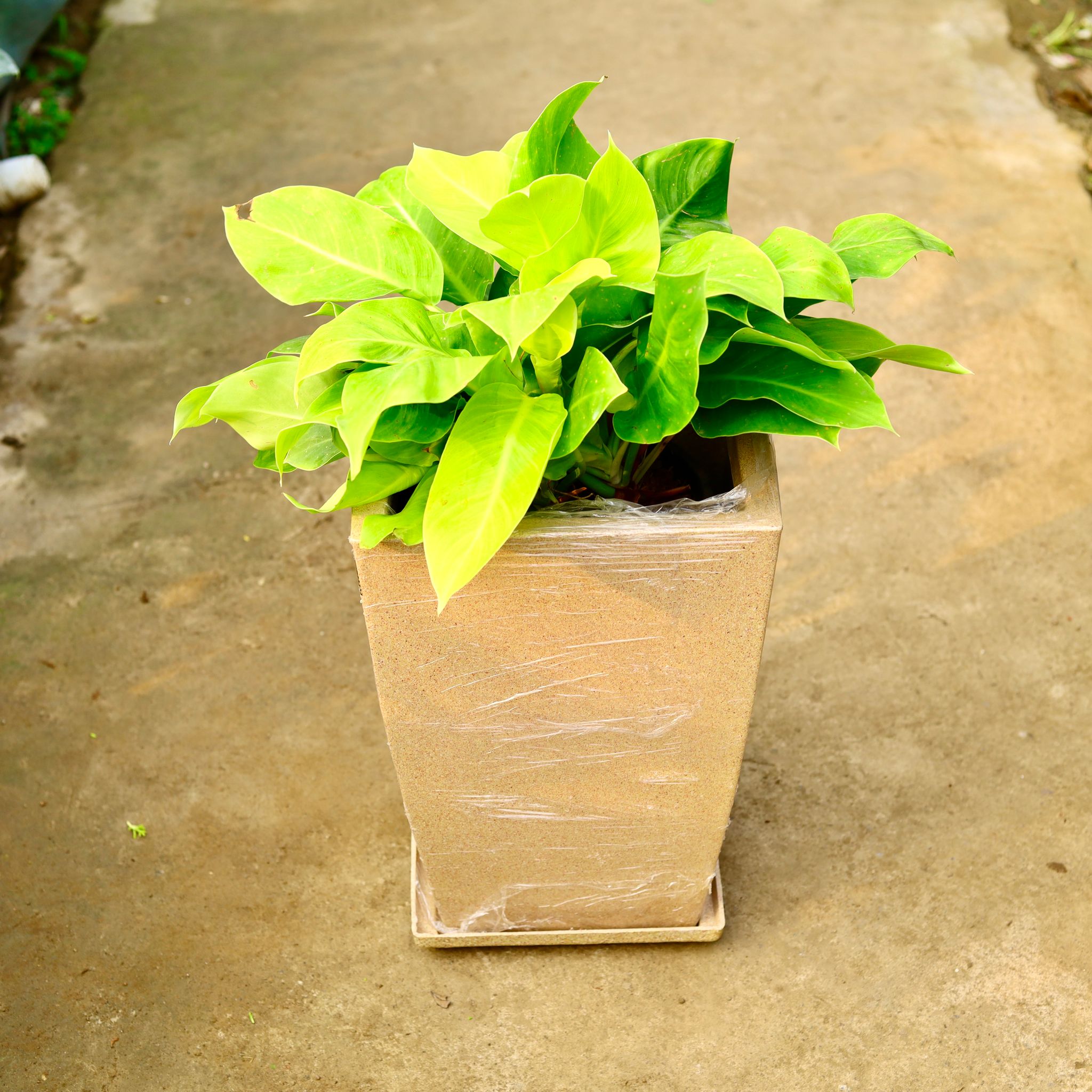 Philodendron Golden in 12 X 10 Inch Sandstone Premium Blaze Fiberglass Planter with tray- Durable large size decorative fiber pot for indoor outdoor plants with 5 year warranty