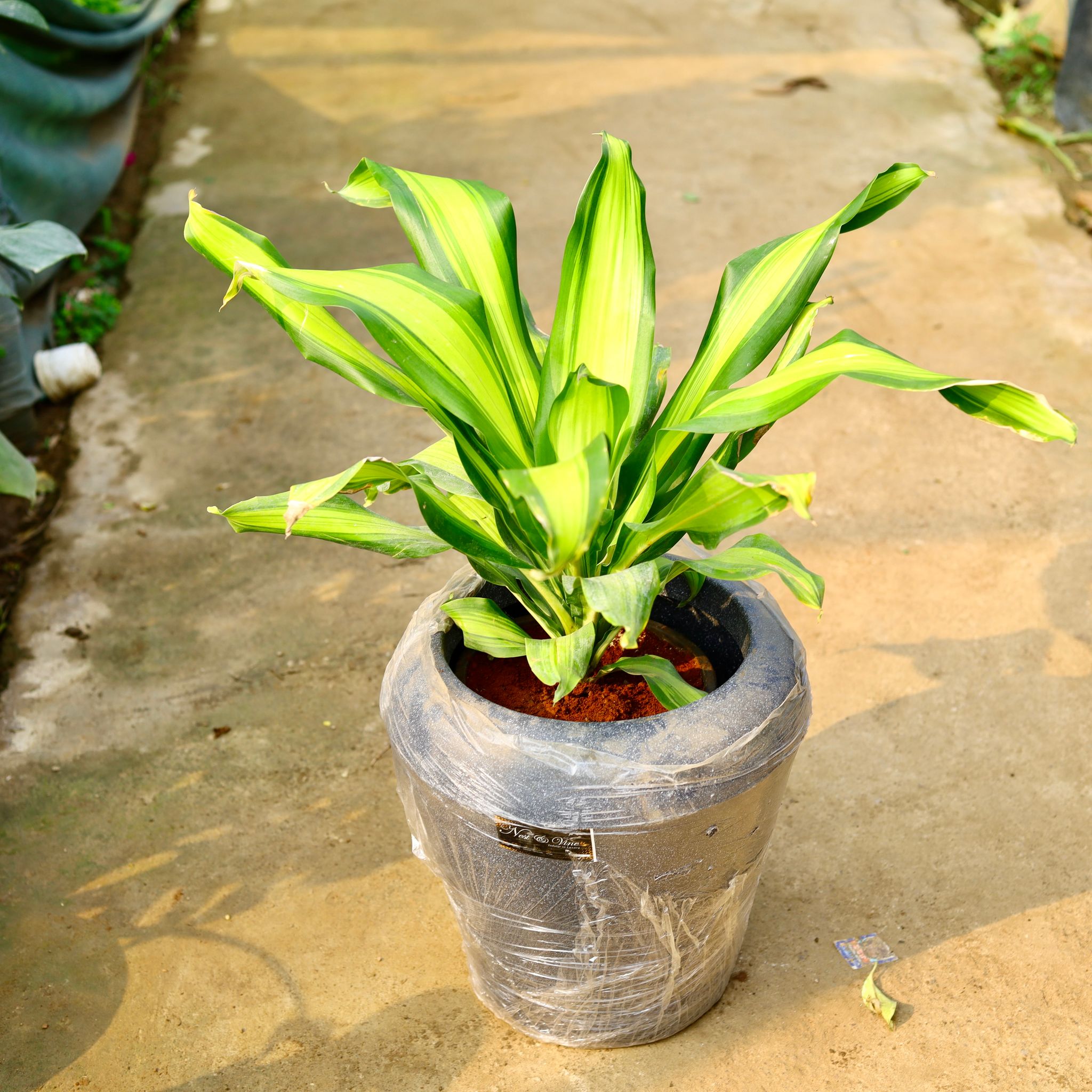 Dracaena Dara Singh in 13 X 14 Inch Grey Premium Milo Fiberglass Planter- Durable large size decorative fiber pot for indoor outdoor plants with 5 year warranty