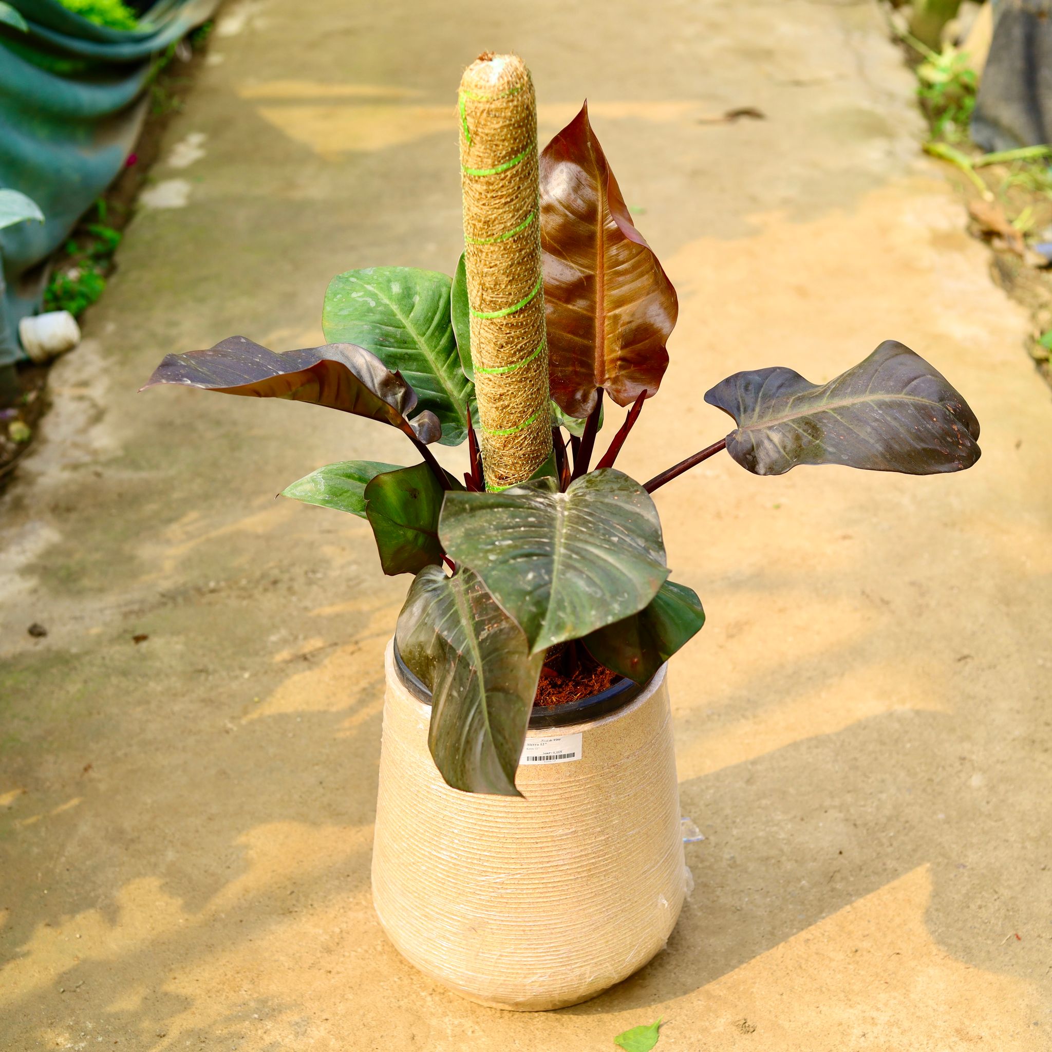Philodendron Black with (~ 2 Ft) Moss Stick in 12 X 12 Inch Sandstone Premium Sierra Fiberglass Planter- Durable large size decorative fiber pot for indoor outdoor plants with 5 year warranty