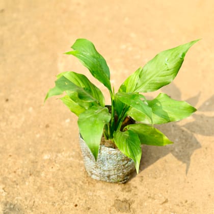 Buy Peace Lily in 4 Inch Nursery Bag Online | Urvann.com