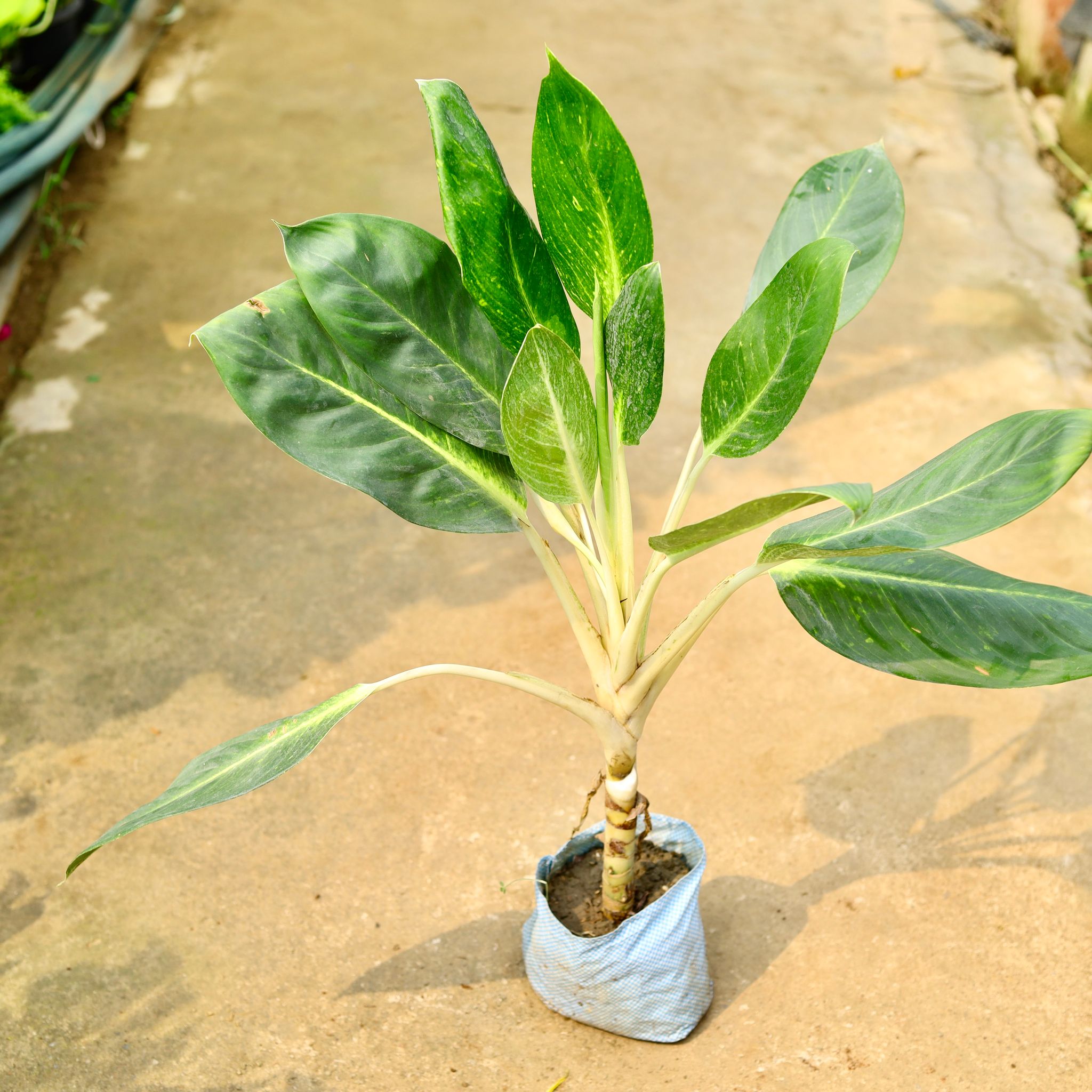 Aglaonema Jharna in 8 Inch Nursery Bag