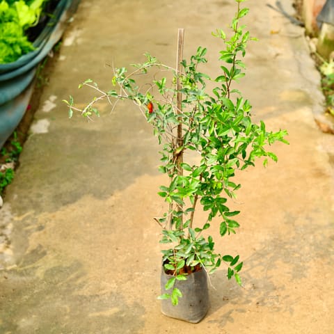 Anar / Pomegranate in 8 Inch Nursery Bag