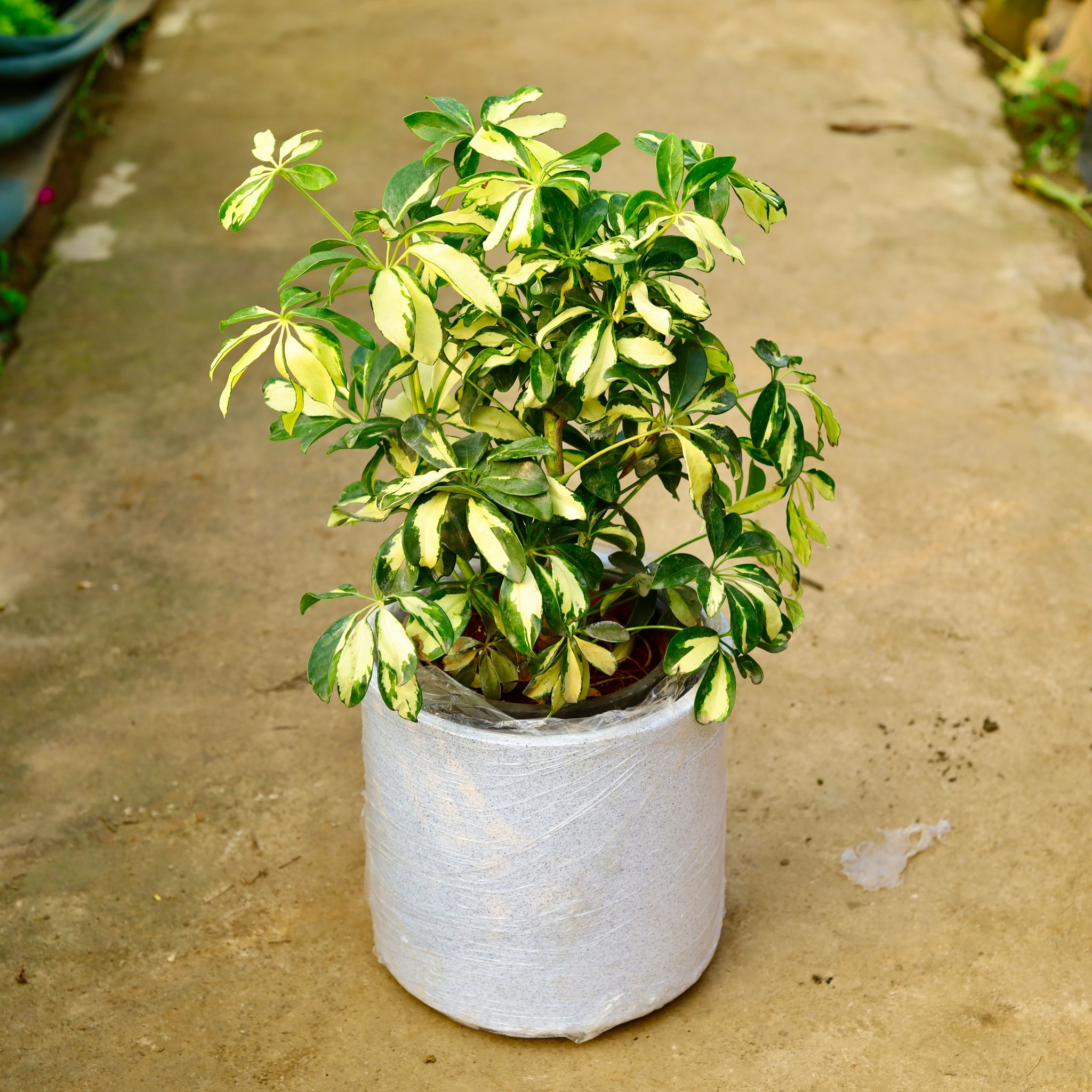 Schefflera Variegated in 11 X 11 Inch White Premium Dochieo Fiberglass Planter- Durable large size decorative fiber pot for indoor outdoor plants with 5 year warranty