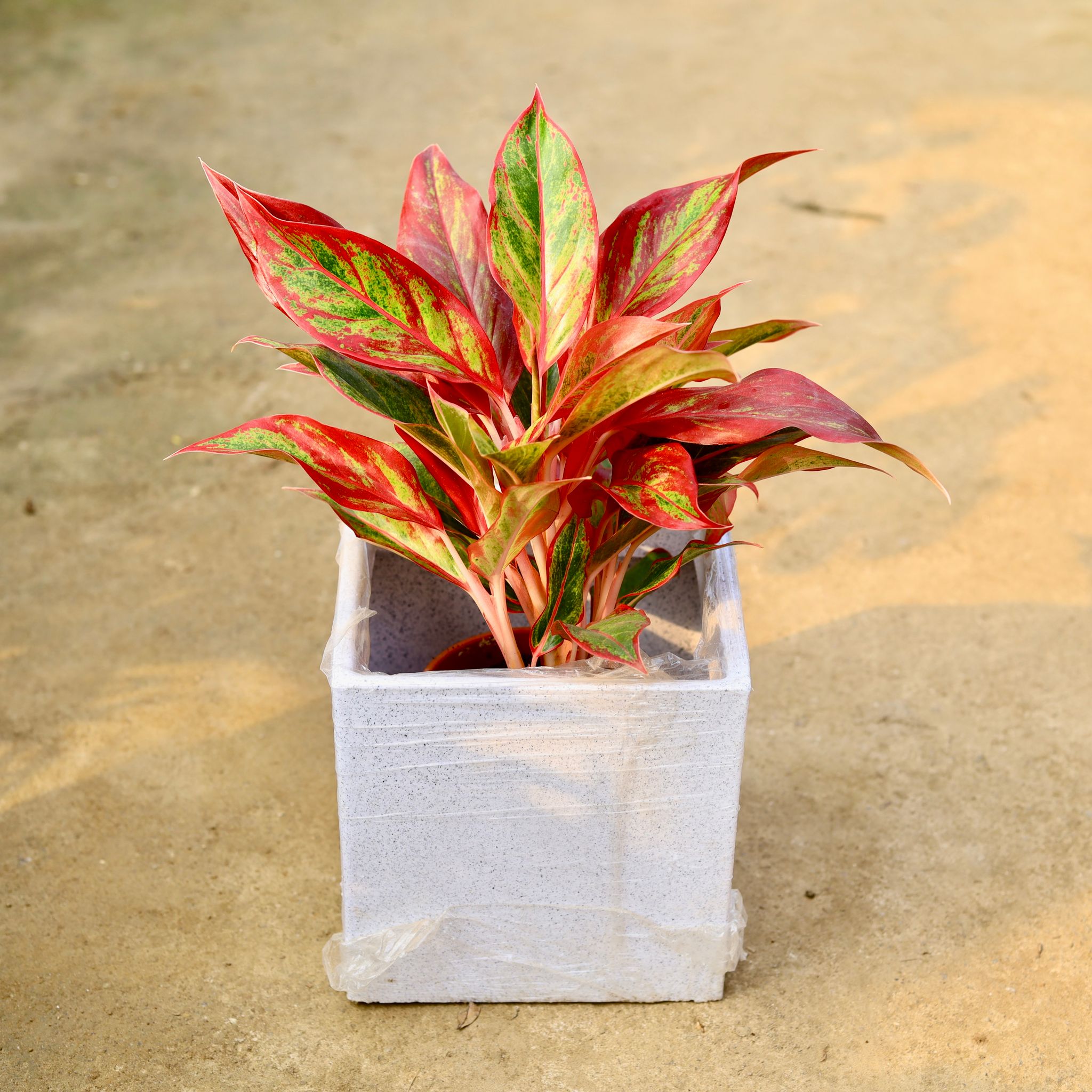 Aglaonema Lipstick in 8 X 8 Inch White Premium Kyvos Fiberglass Planter- Durable large size decorative fiber pot for indoor outdoor plants with 5 year warranty