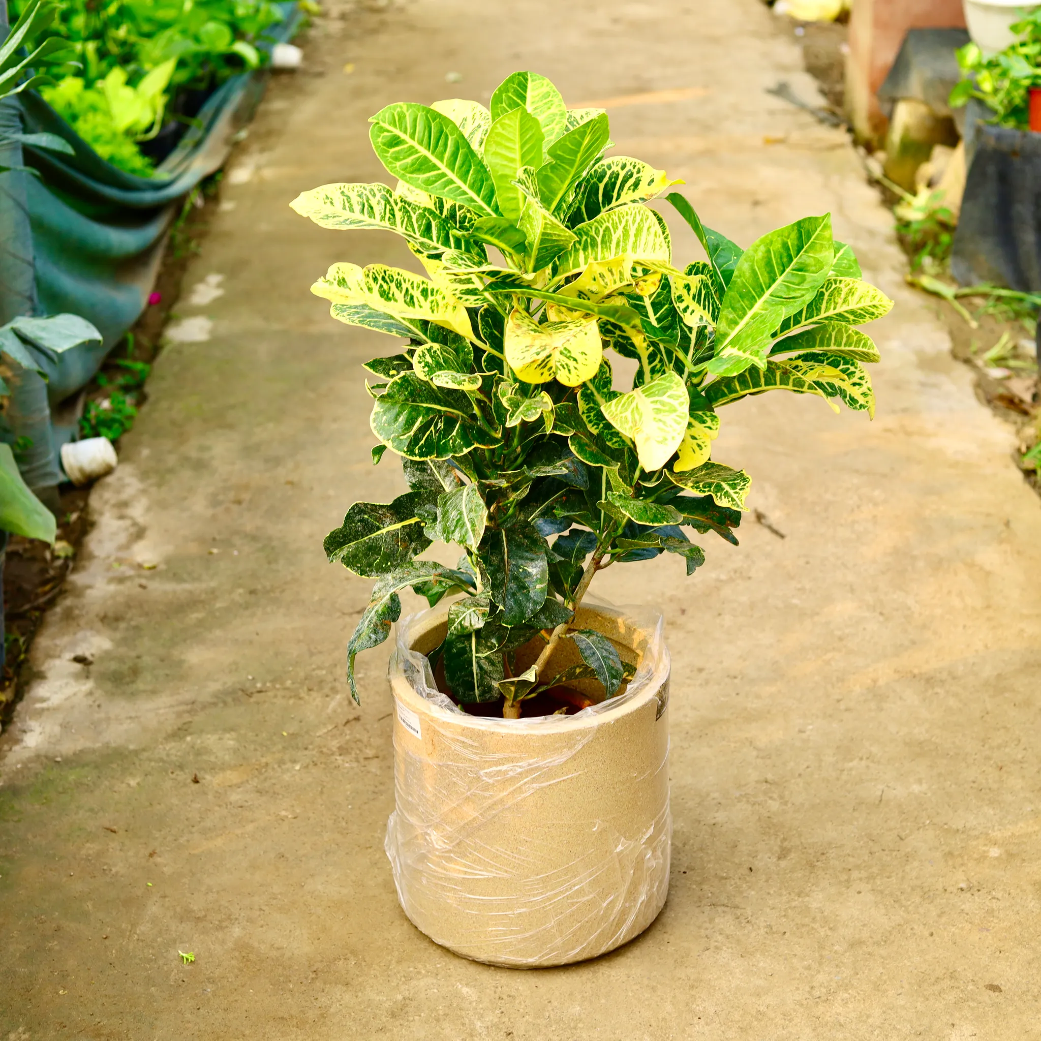 Croton Petra Green in 11 X 11 Inch Sandstone Premium Dochieo Fiberglass Planter- Durable large size decorative fiber pot for indoor outdoor plants with 5 year warranty