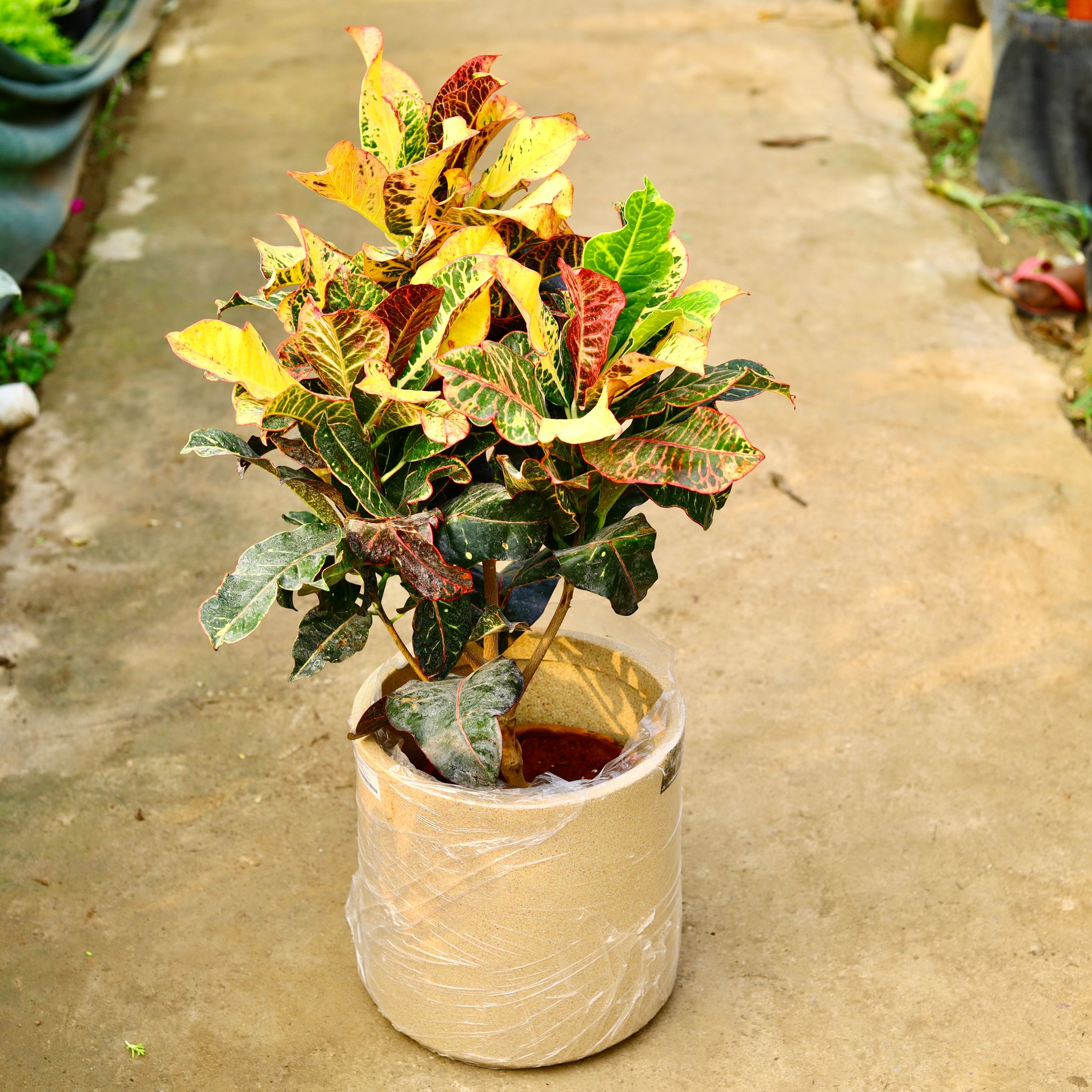 Croton Petra Yellow in 11 X 11 Inch Sandstone Premium Dochieo Fiberglass Planter- Durable large size decorative fiber pot for indoor outdoor plants with 5 year warranty