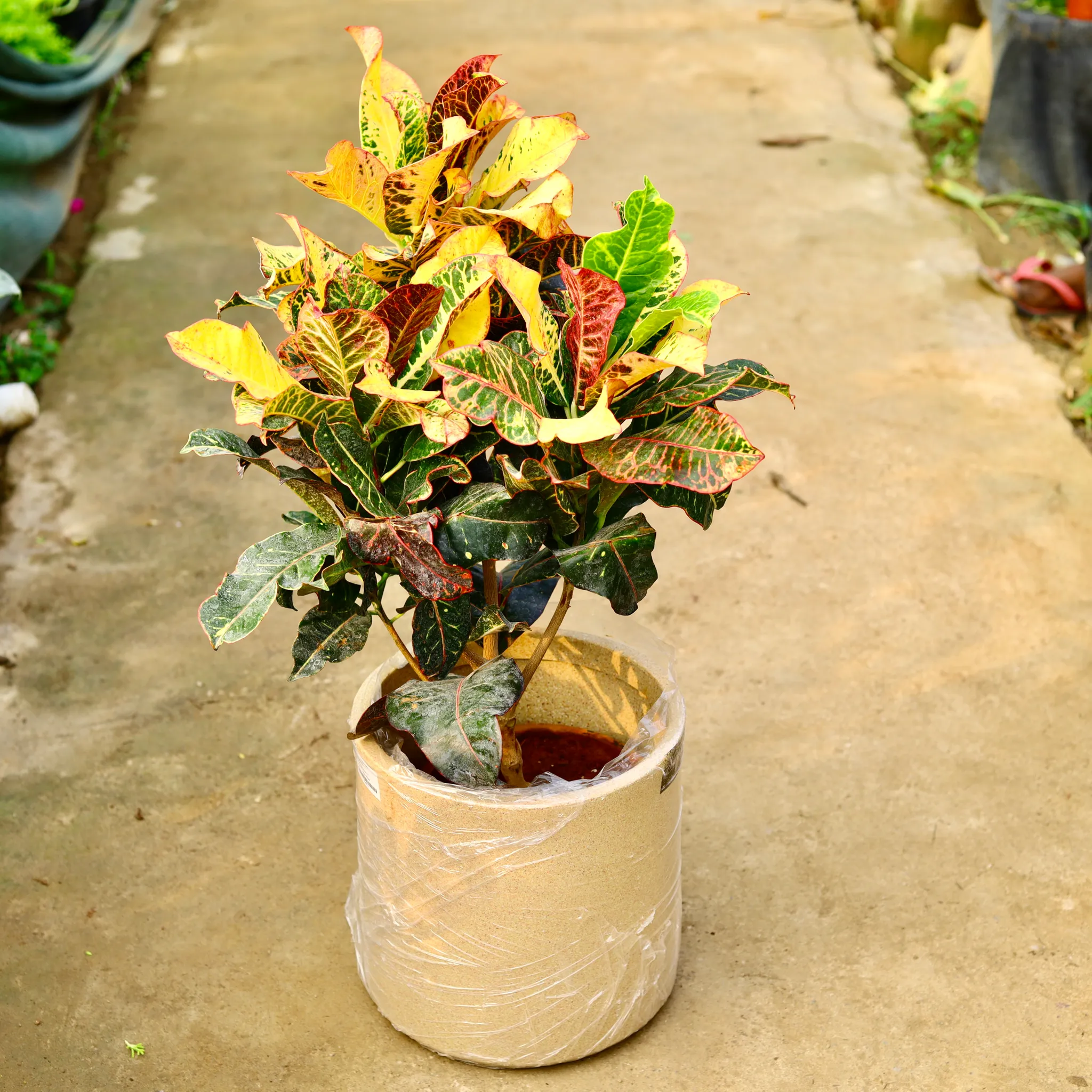 Croton Petra Yellow in 11 X 11 Inch Sandstone Premium Dochieo Fiberglass Planter- Durable large size decorative fiber pot for indoor outdoor plants with 5 year warranty