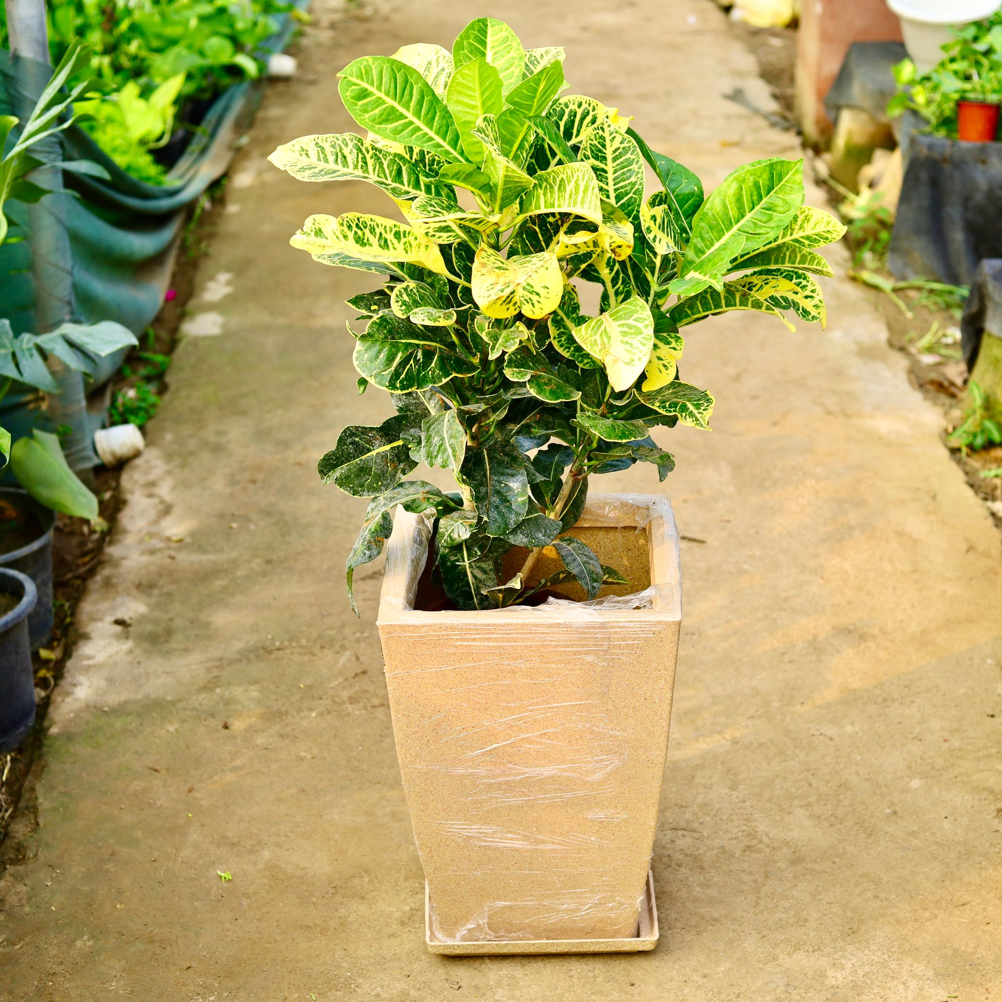 Croton Petra Green in 12 X 10 Inch Sandstone Premium Blaze Fiberglass Planter with tray- Durable large size decorative fiber pot for indoor outdoor plants with 5 year warranty