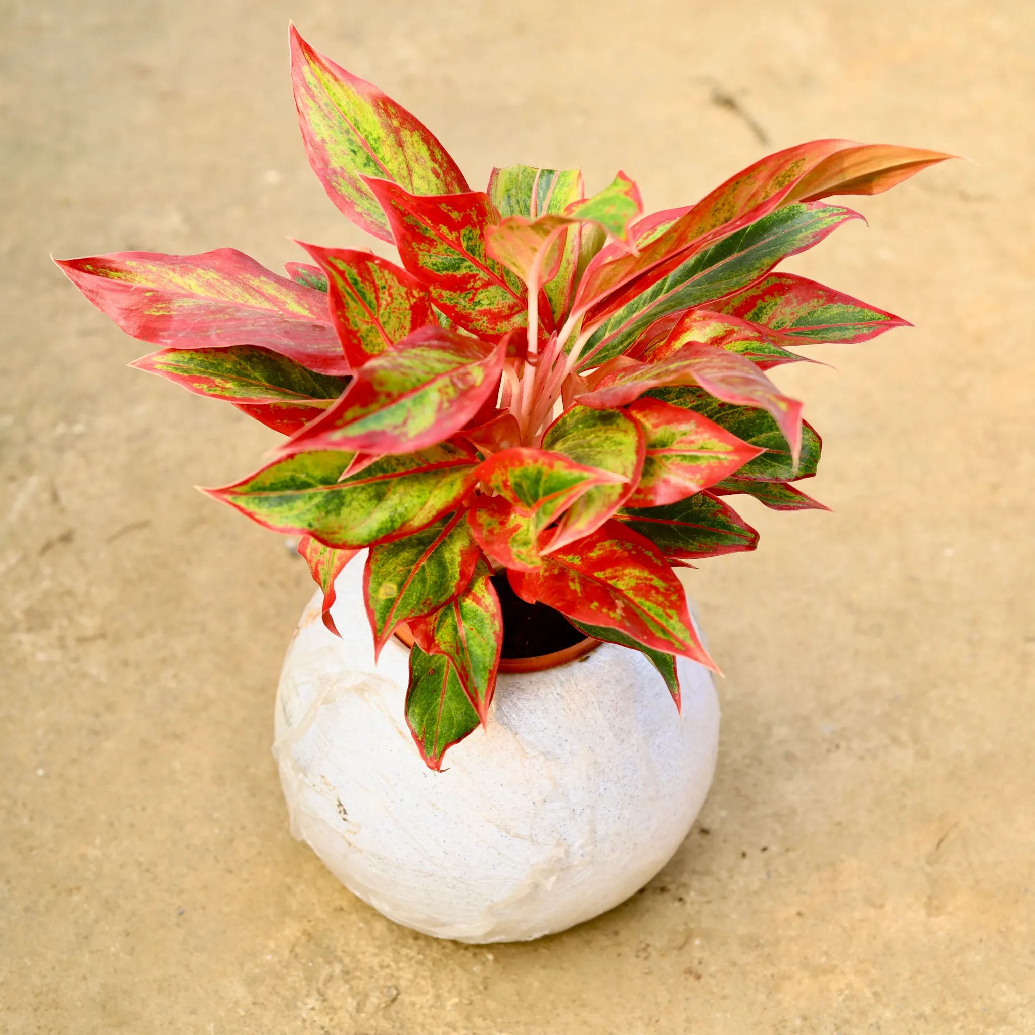 Aglaonema Lipstick in 9 Inch White Premium llios Fiberglass Planter- Durable large size decorative fiber pot for indoor outdoor plants with 5 year warranty