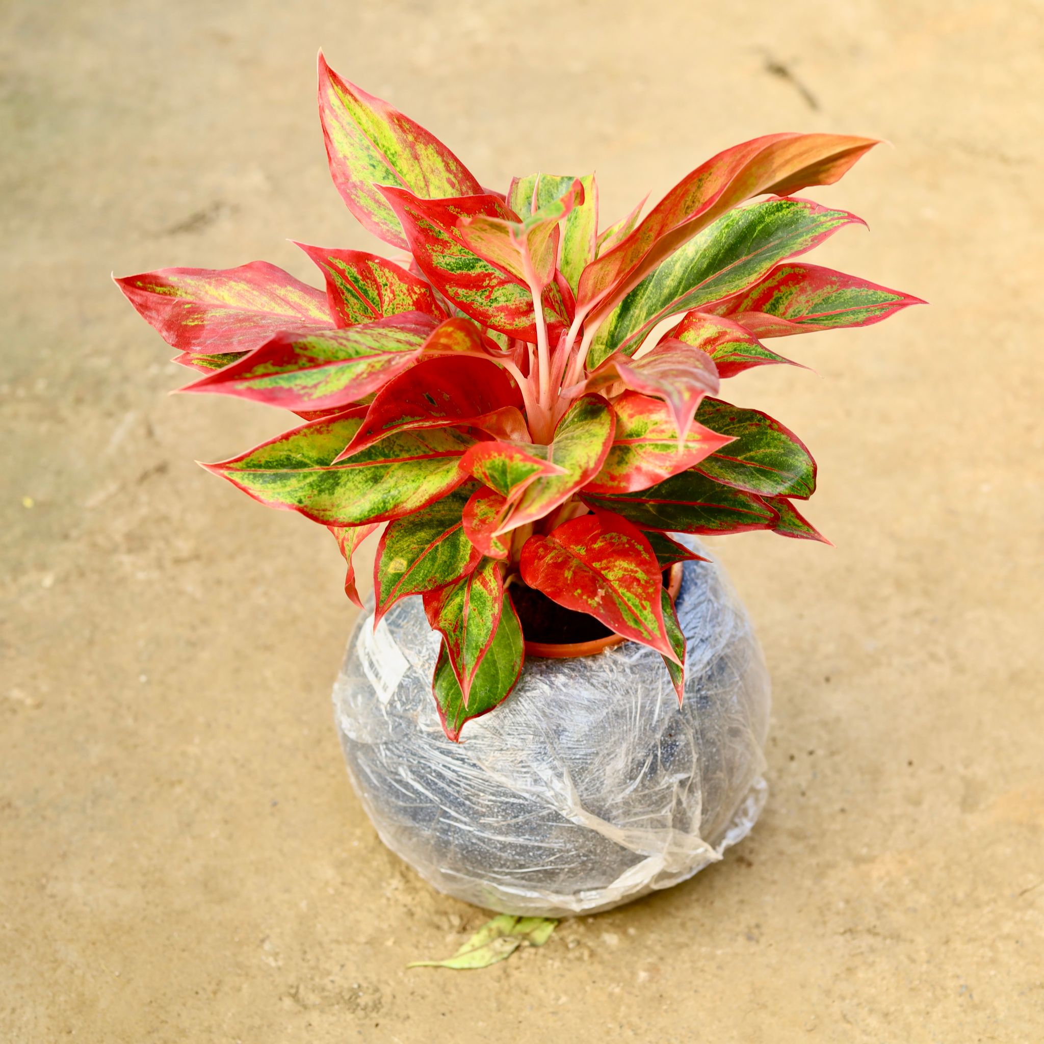 Aglaonema Lipstick in 9 Inch Grey Premium llios Fiberglass Planter- Durable large size decorative fiber pot for indoor outdoor plants with 5 year warranty
