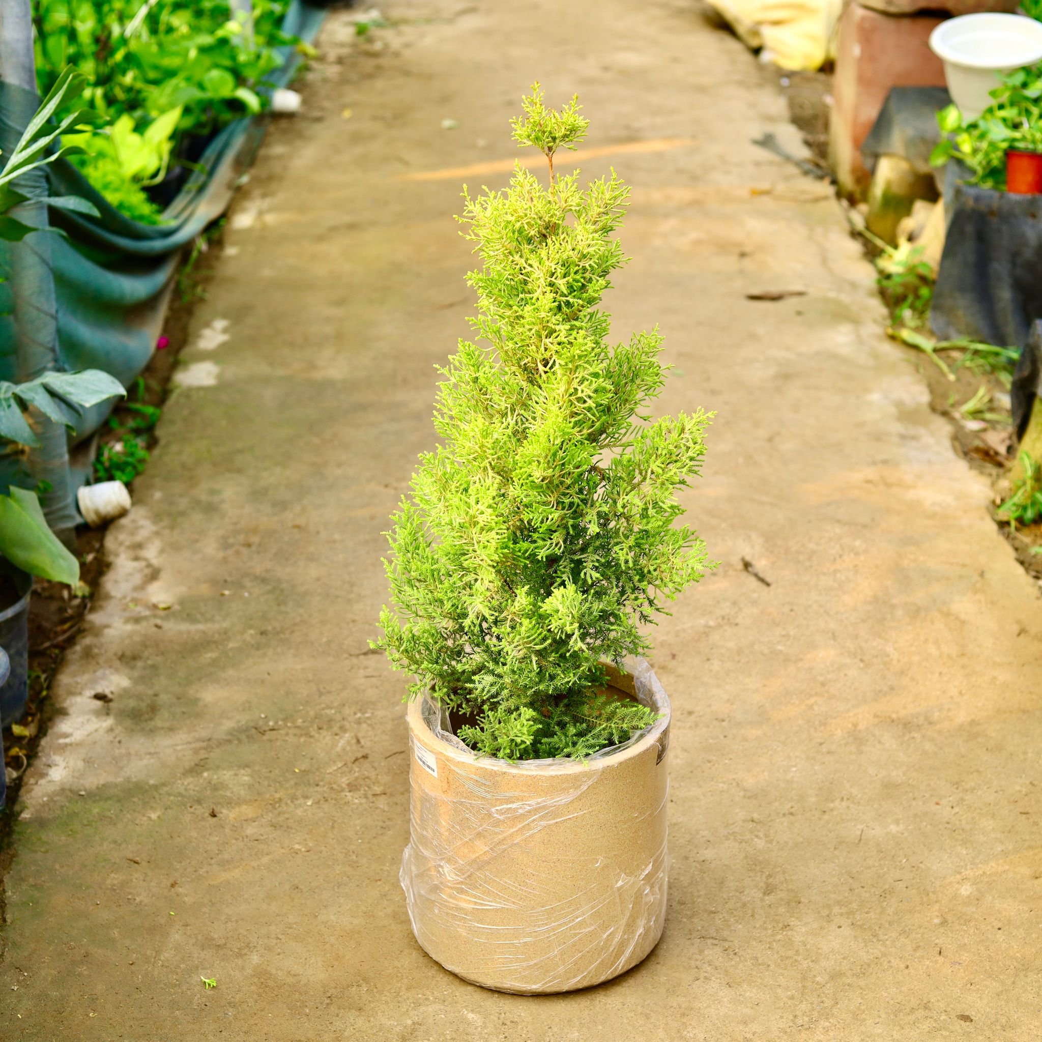 Golden Cypress in 11 X 11 Inch Sandstone Premium Dochieo Fiberglass Planter- Durable large size decorative fiber pot for indoor outdoor plants with 5 year warranty