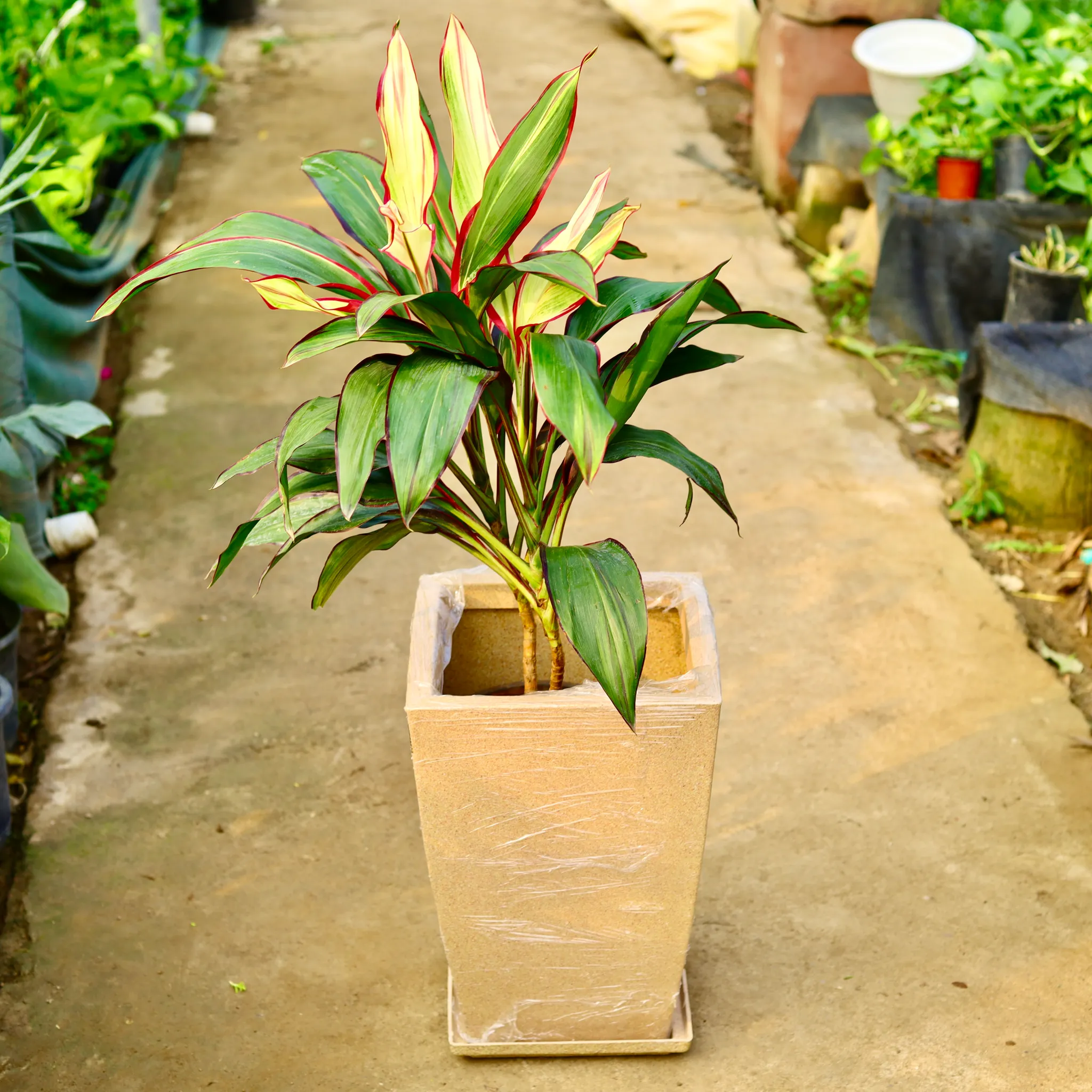 Dracaena Variegated in 12 X 10 Inch Sandstone Premium Blaze Fiberglass Planter with tray- Durable large size decorative fiber pot for indoor outdoor plants with 5 year warranty