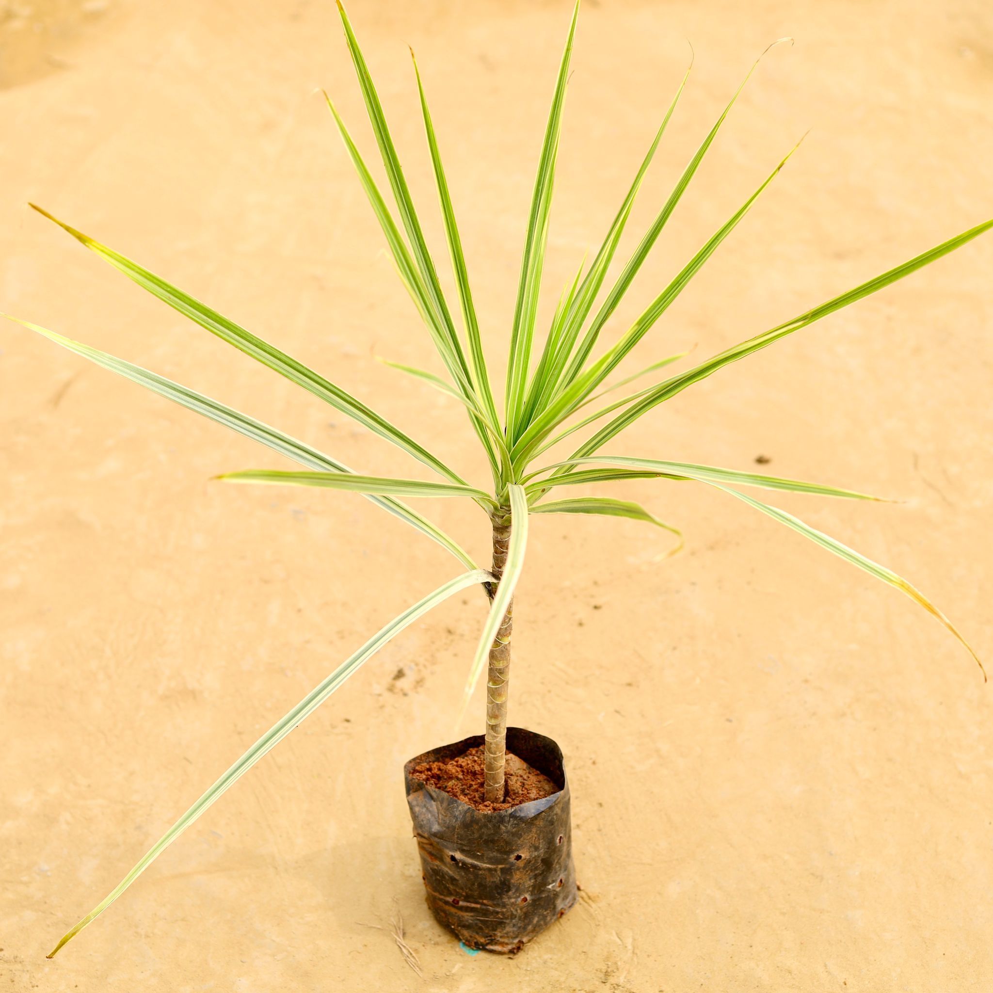 Dracaena Marginata / Colorama Green in 4 Inch Nursery Bag