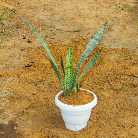 Snake Long Green in 8 Inch Live Fresh Plant White Classy Plastic Pot in Mankhurd Mumbai