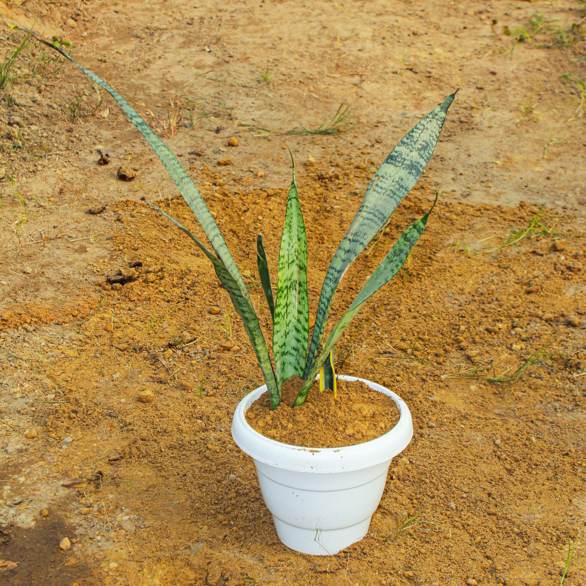 Snake Long Green in 8 Inch White Classy Plastic Pot