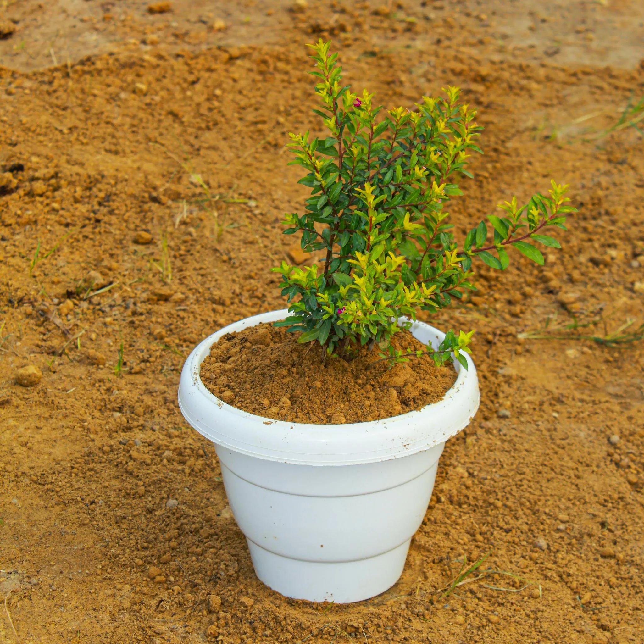 Cuphea / False Heather in 8 Inch White Classy Plastic Pot