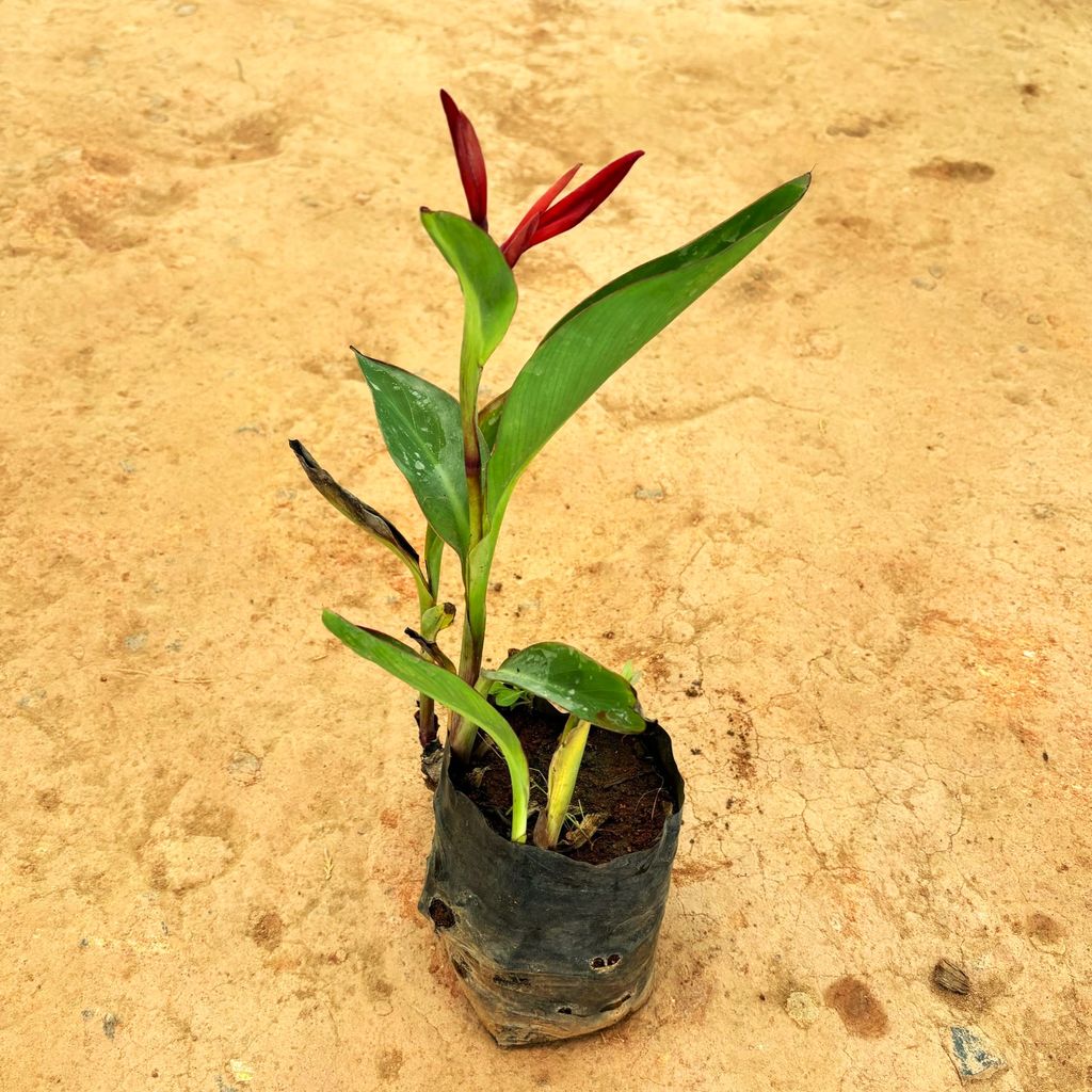 Heliconia Red in 5 Inch Nursery Bag Heliconia Red in 5 Inch Nursery Bag