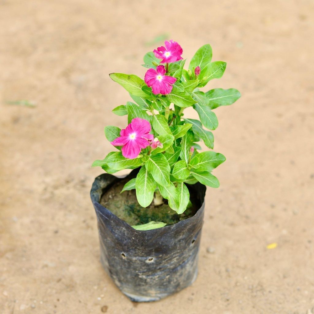 Periwinkle / Vinca / Sadabahar (any colour) in 4 Inch Nursery Bag Periwinkle / Vinca / Sadabahar (any colour) in 4 Inch Nursery Bag
