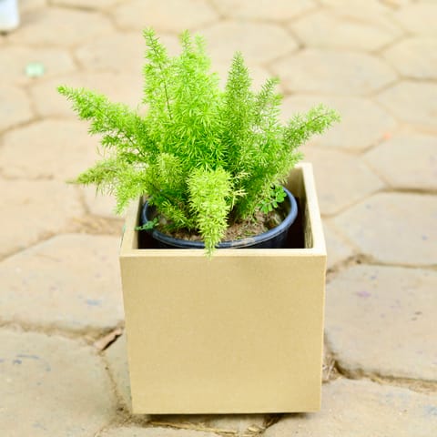 Asparagus in 8 X 8 Inch Sandstone Premium Kyvos Fiberglass Planter