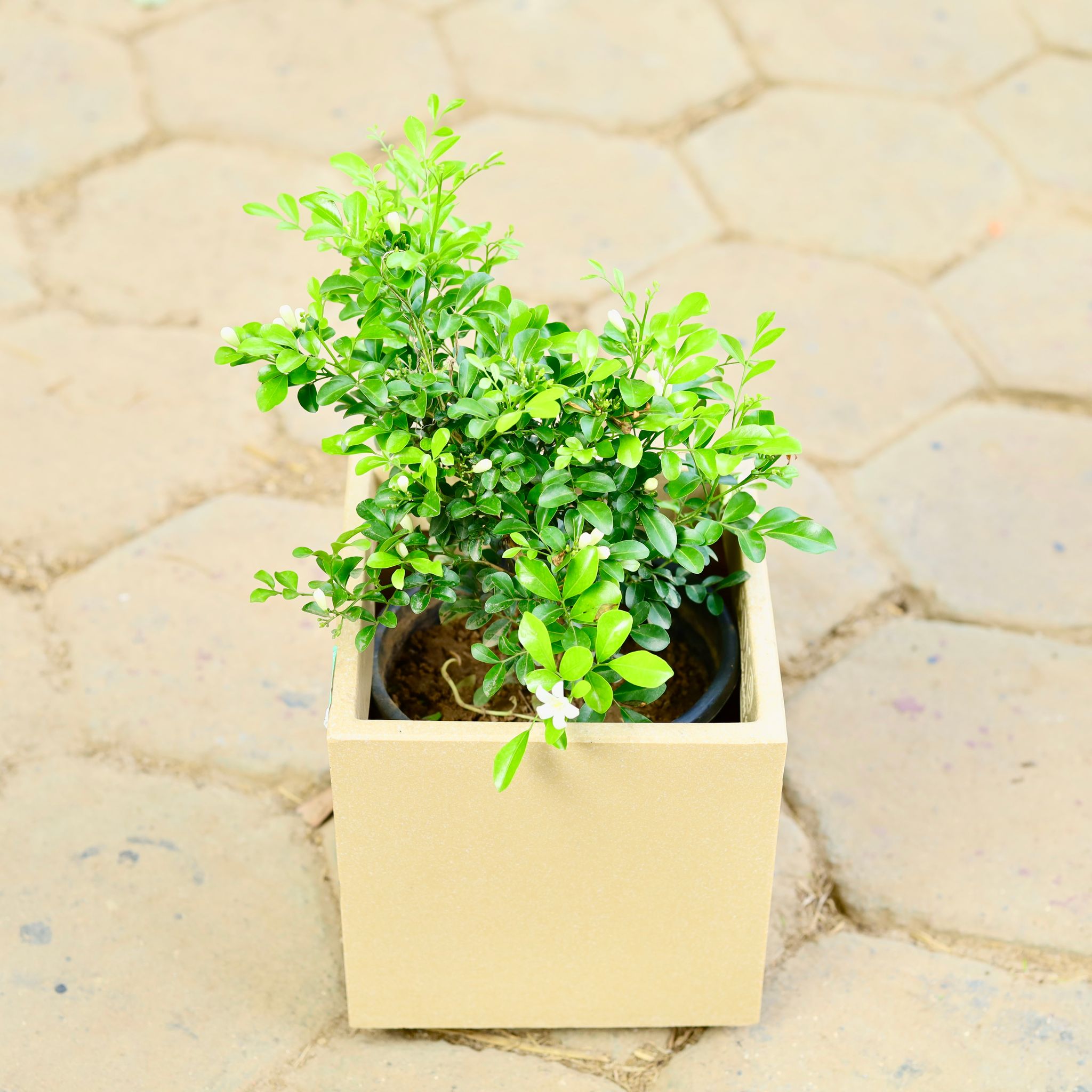 Madhu Kamini in 8 X 8 Inch Sandstone Premium Kyvos Fiberglass Planter