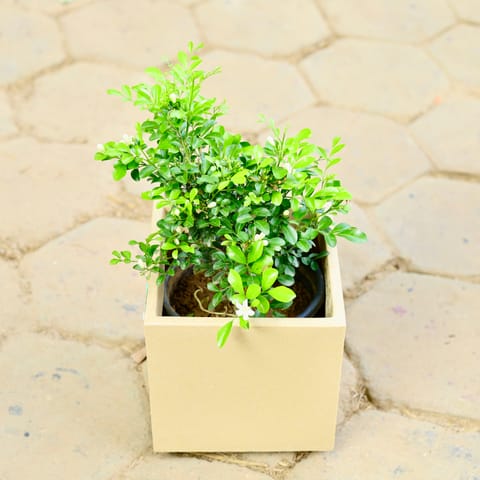 Madhu Kamini White in 8 X 8 Inch Sandstone Premium Kyvos Fiberglass Planter