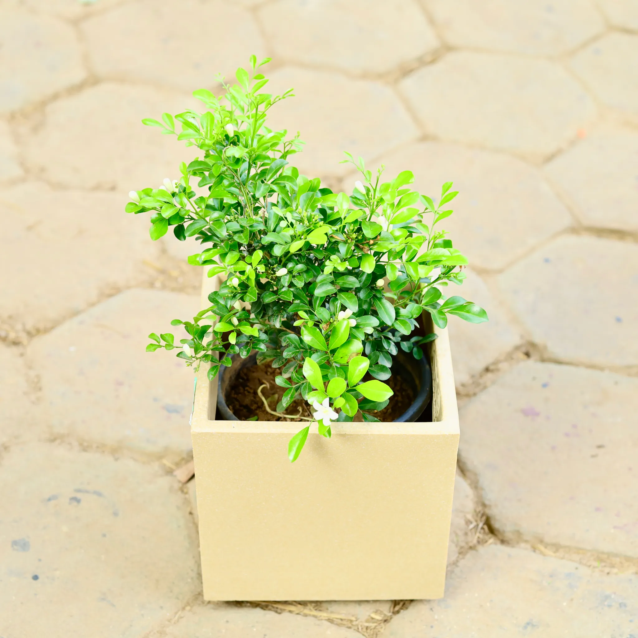 Madhu Kamini White in 8 X 8 Inch Sandstone Premium Kyvos Fiberglass Planter