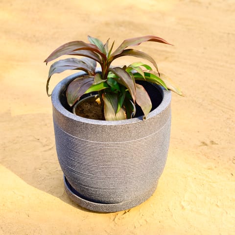 Dracaena Rosea in 12 X 12 Inch Grey Premium Orbis Fiberglass Planter with tray