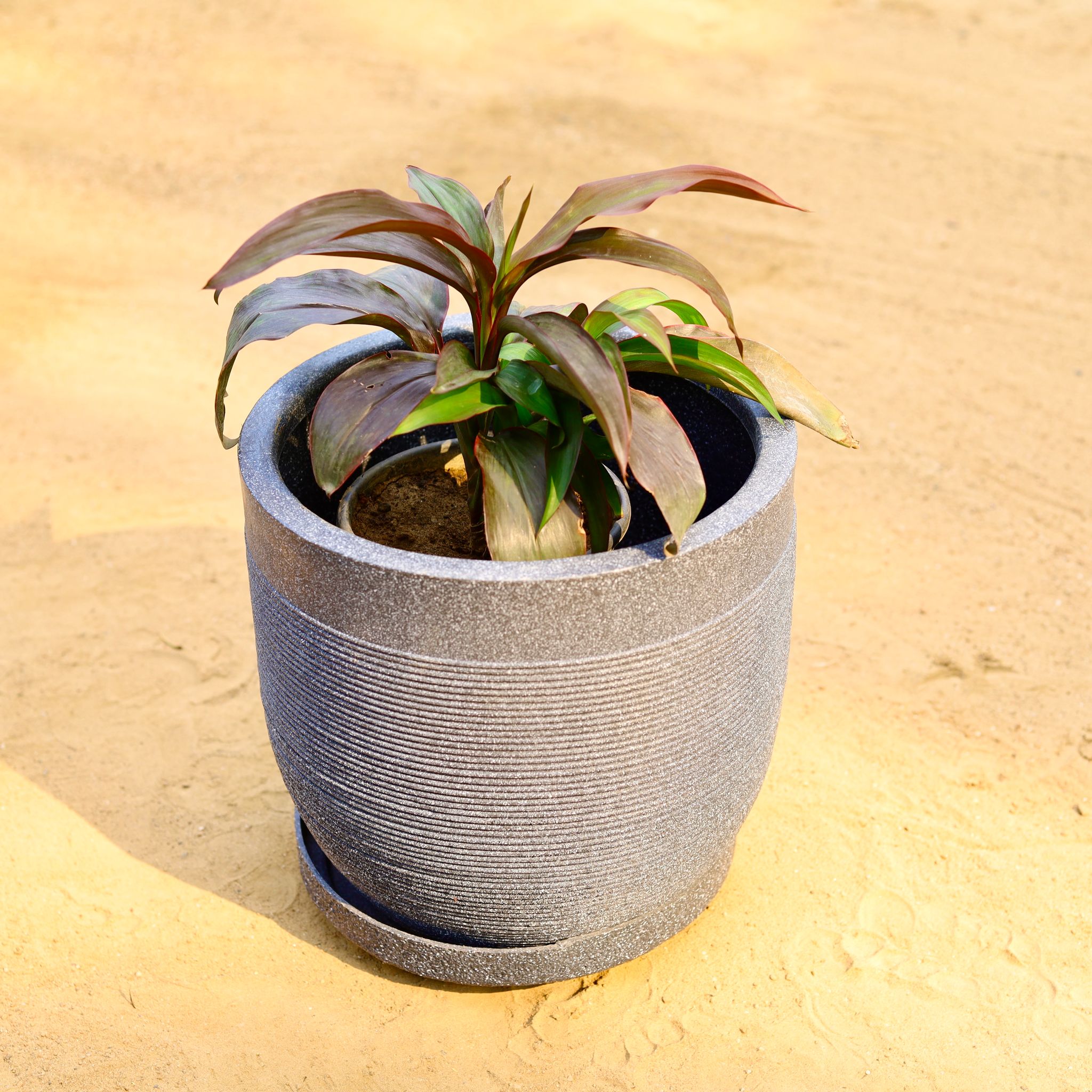 Dracaena Rosea in 12 X 12 Inch Grey Premium Orbis Fiberglass Planter with tray
