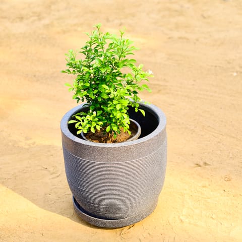Madhu Kamini White in 12 X 12 Inch Grey Premium Orbis Fiberglass Planter with tray