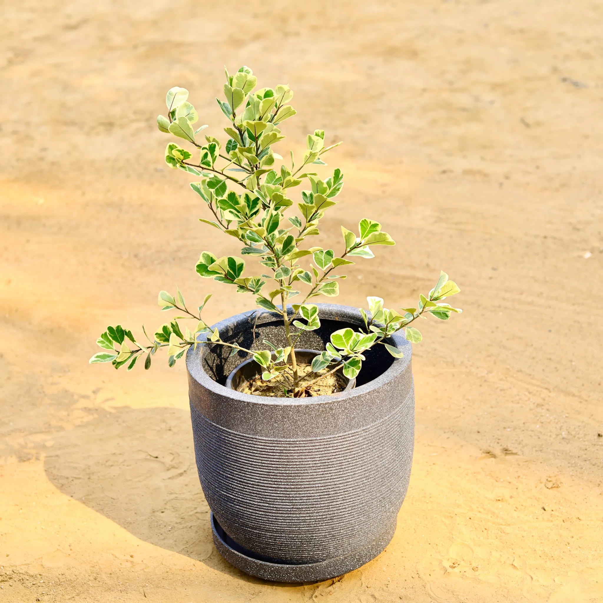 Ficus Star Light in 12 X 12 Inch Grey Premium Orbis Fiberglass Planter with tray