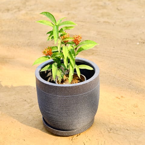 Ixora Chinese (any colour) in 12 X 12 Inch Grey Premium Orbis Fiberglass Planter with tray