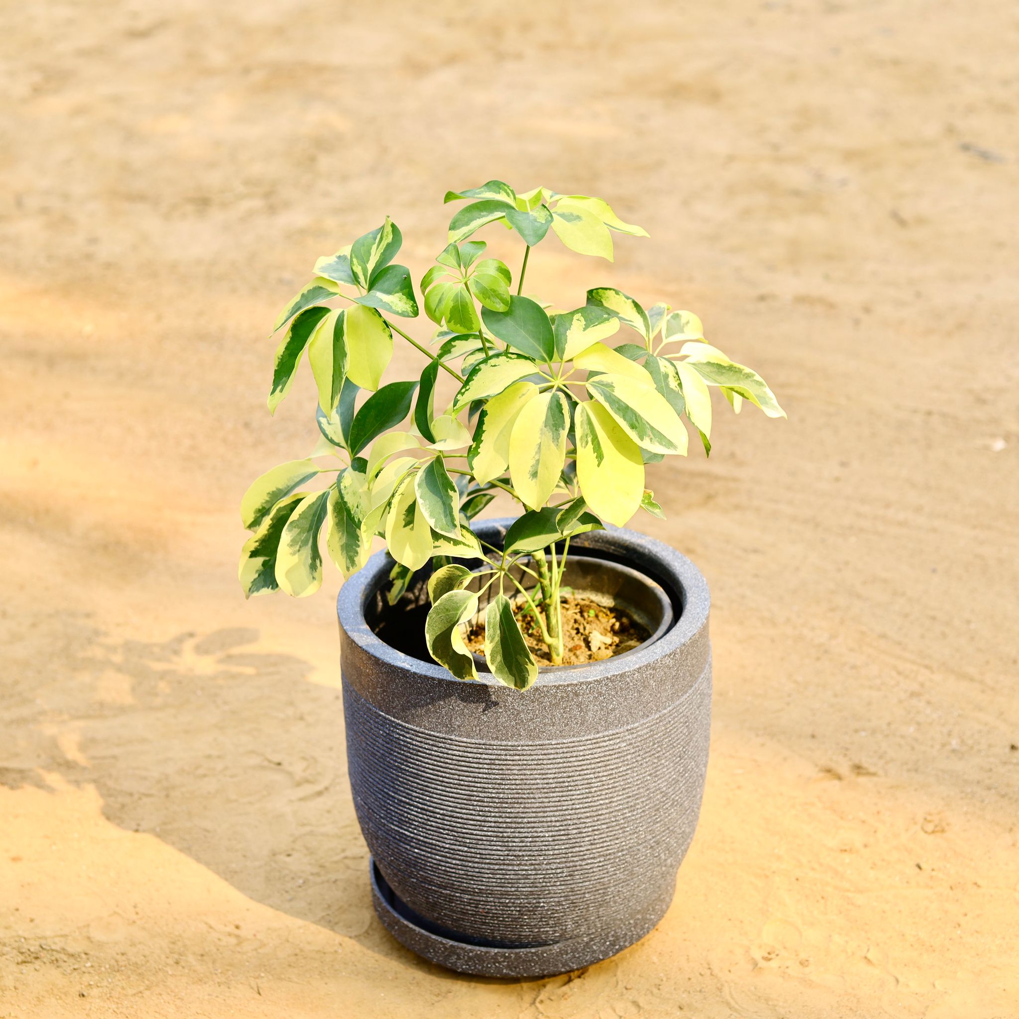 Schefflera Variegated in 12 X 12 Inch Grey Premium Orbis Fiberglass Planter with tray