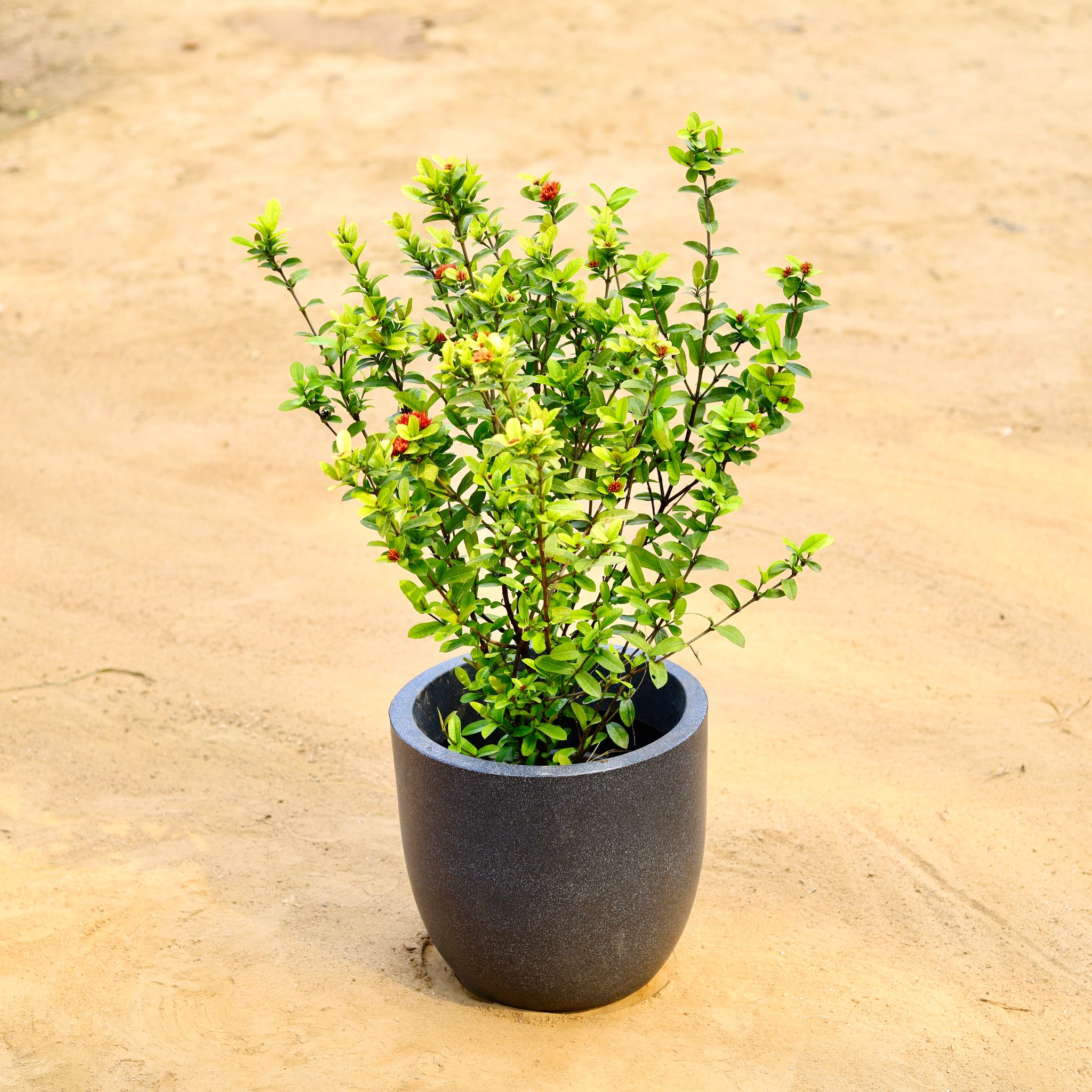 Ixora (any colour) in 12 X 12 Inch Grey Premium Convessa Fiberglass Planter