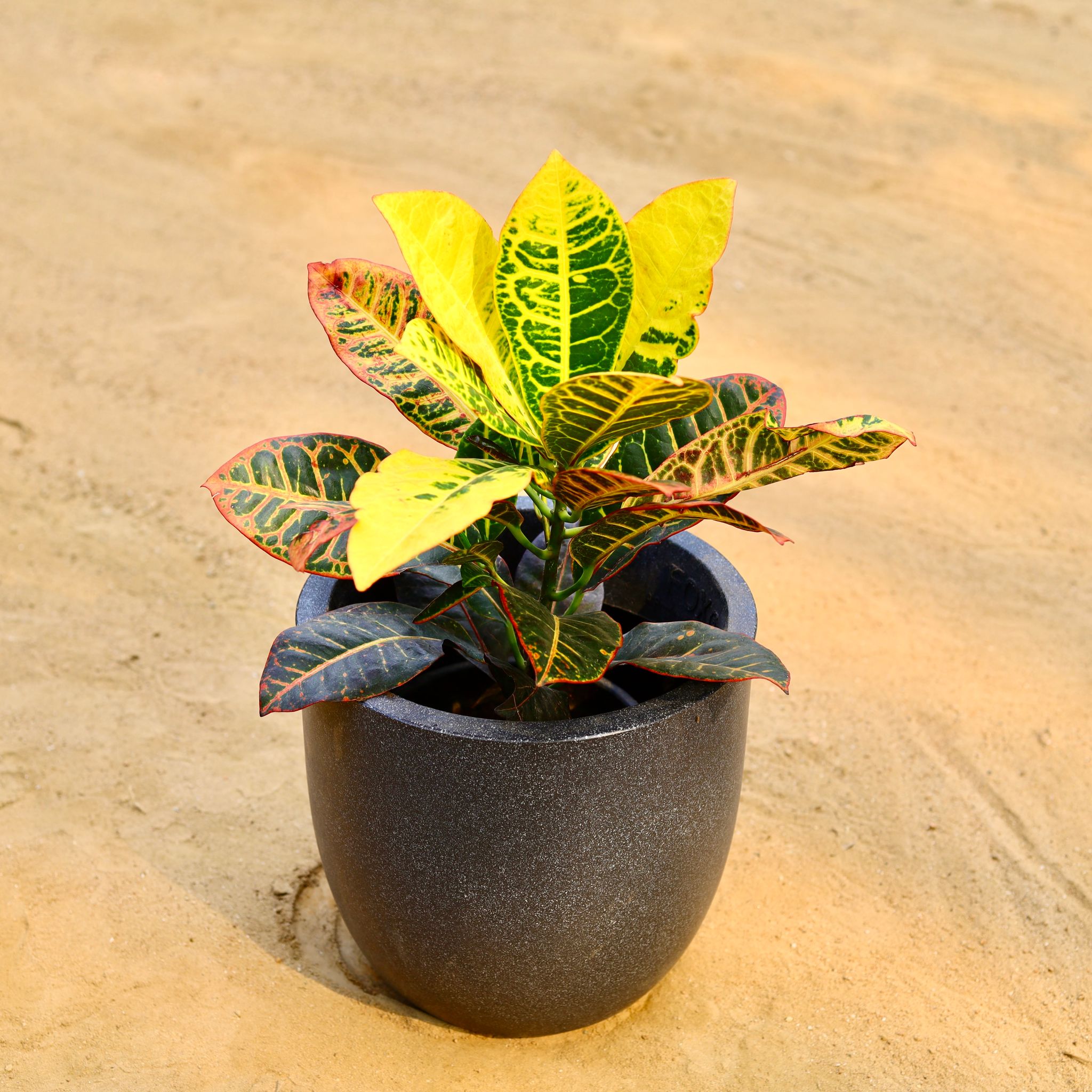 Croton Petra Yellow in 12 X 12 Inch Grey Premium Convessa Fiberglass Planter