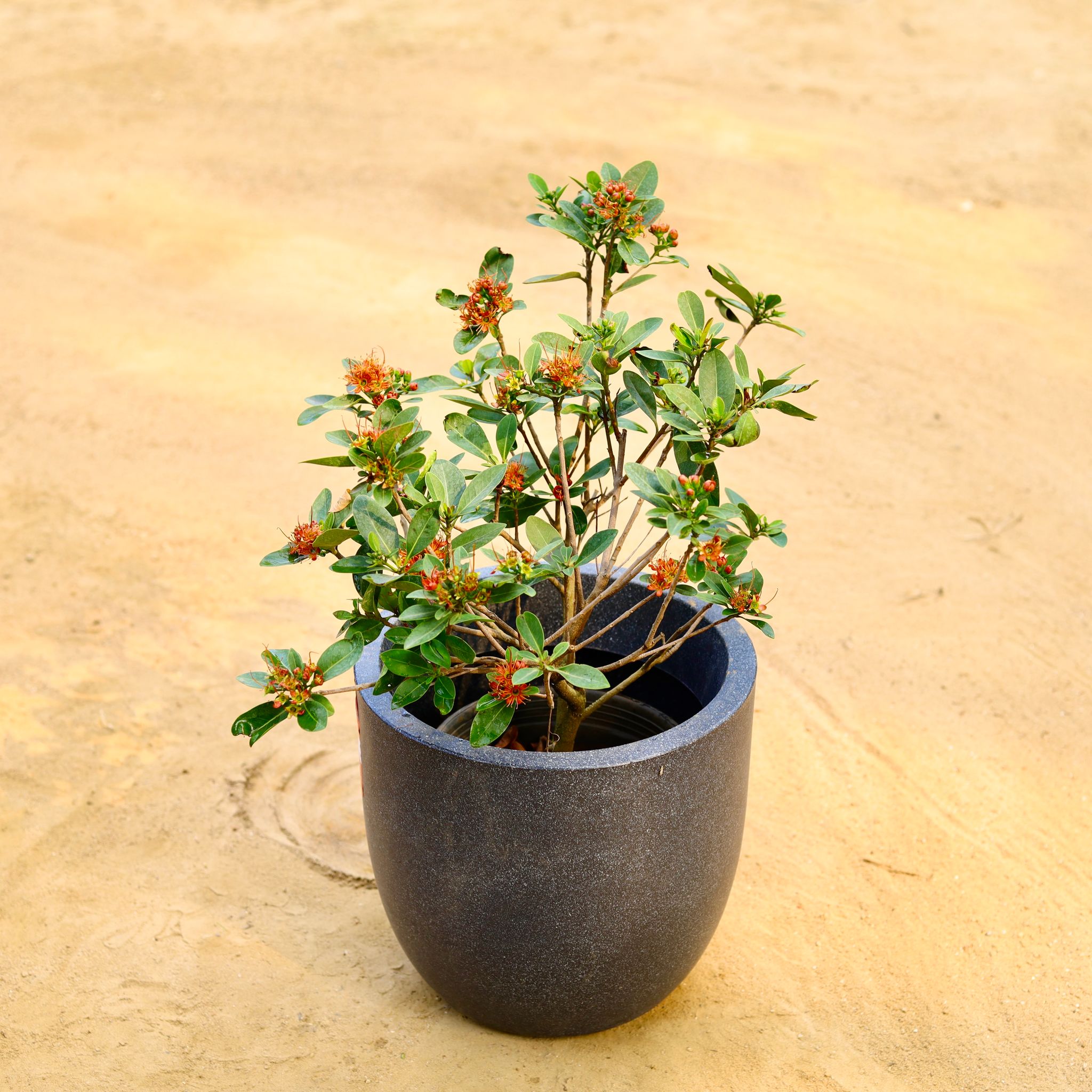 Madhu Kamini White in 12 X 12 Inch Grey Premium Convessa Fiberglass Planter