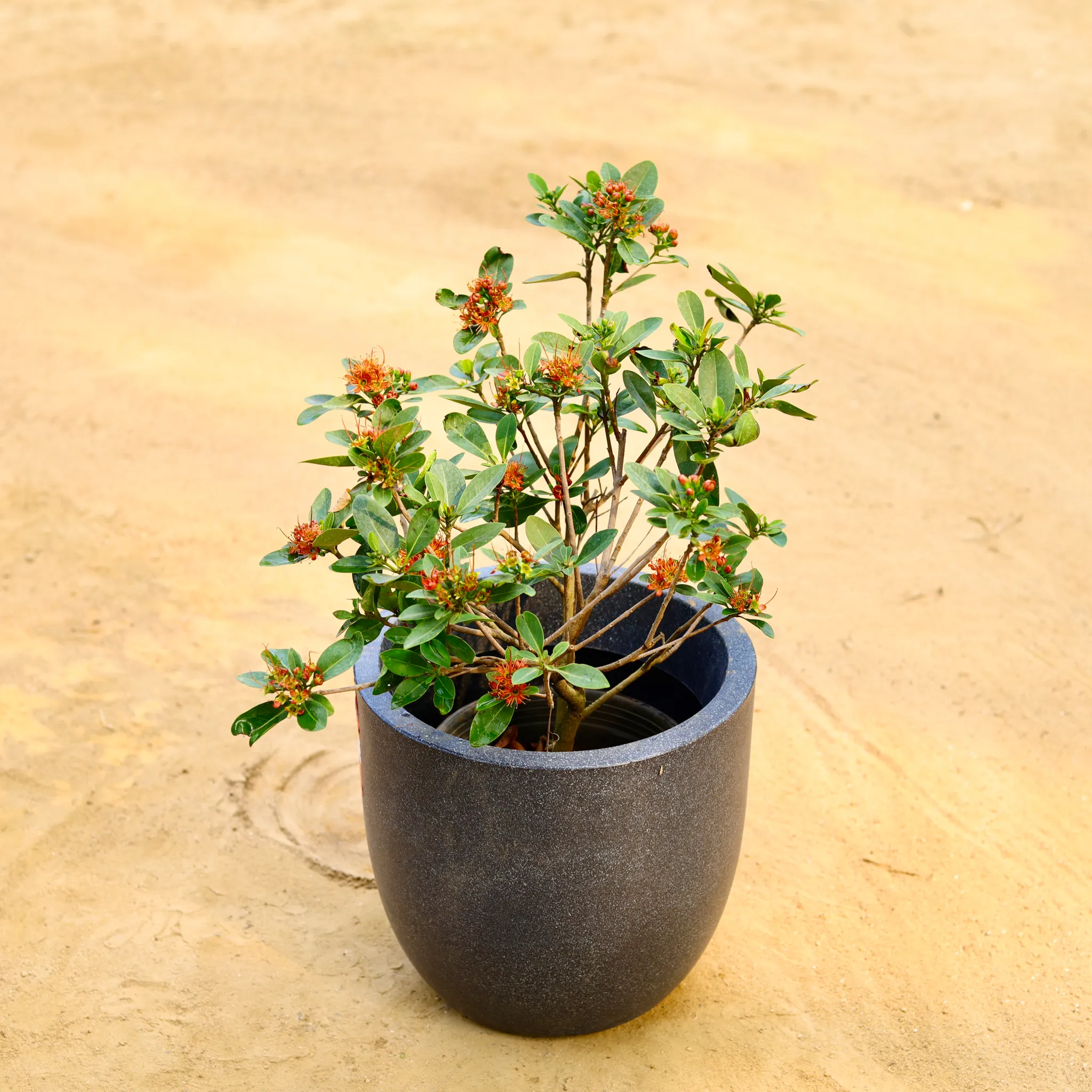 Madhu Kamini White White in 12 X 12 Inch Grey Premium Convessa Fiberglass Planter