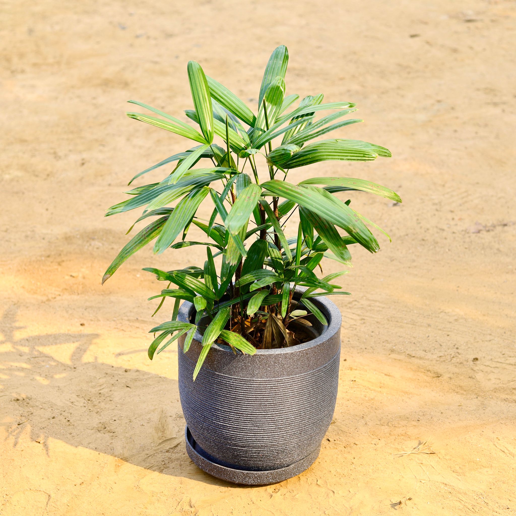 Raphis Palm in 12 X 12 Inch Grey Premium Orbis Fiberglass Planter with tray