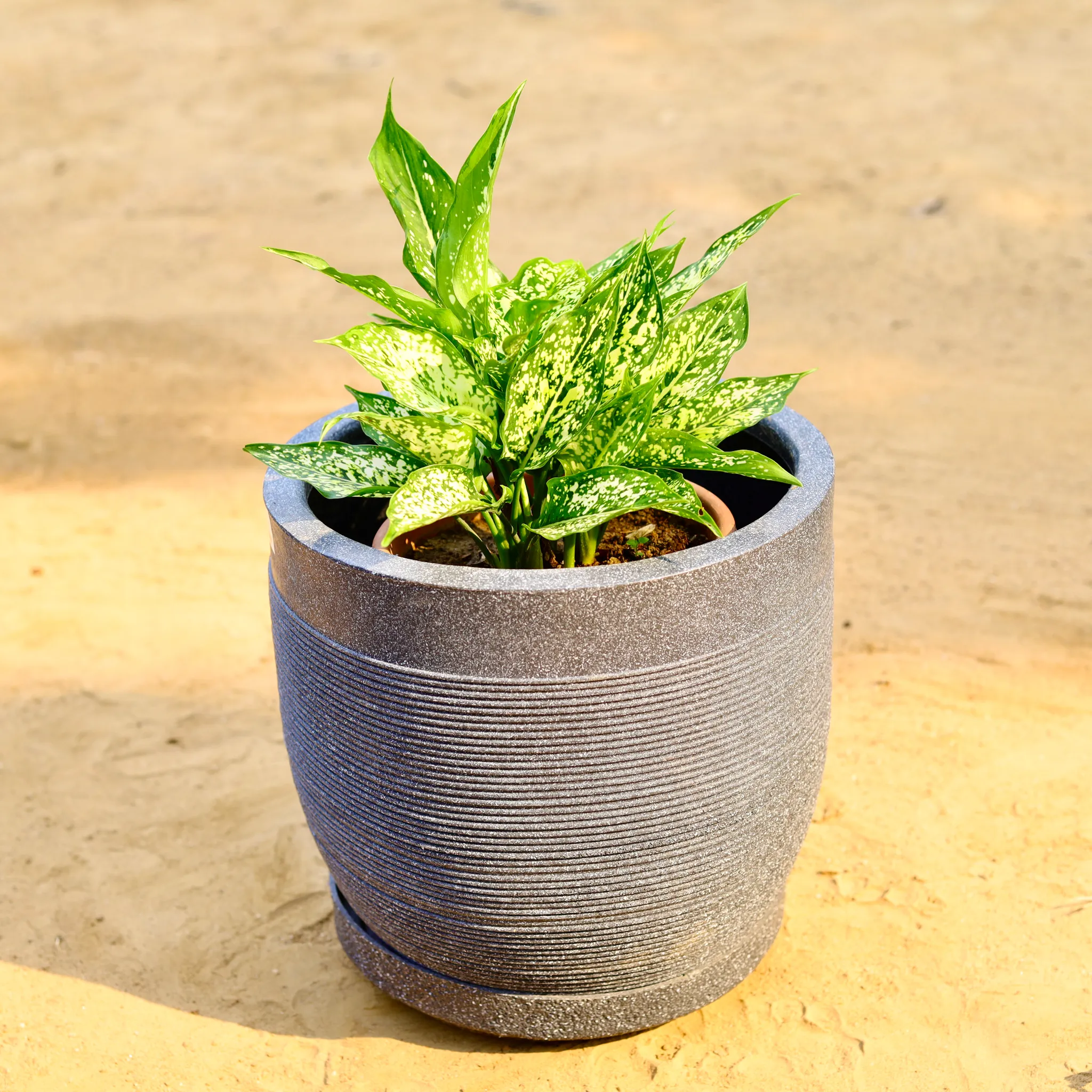 Aglaonema Snow White in 12 X 12 Inch Grey Premium Orbis Fiberglass Planter with tray