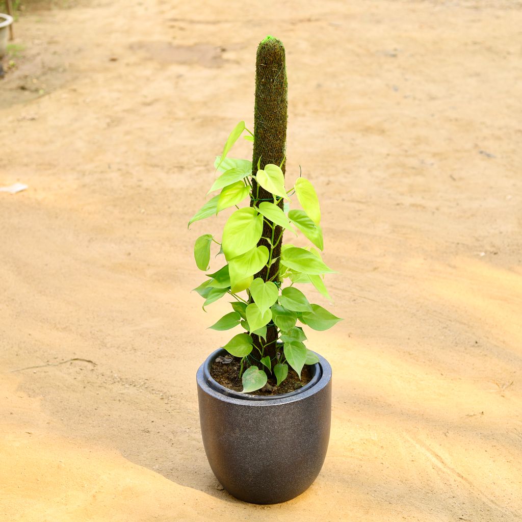 Buy Oxycardium Golden with 3 Ft Moss Stick in 12 X 12 Inch Grey Premium Convessa Fiberglass Planter Online | Urvann.com Oxycardium Golden with 3 Ft Moss Stick in 12 X 12 Inch Grey Premium Convessa Fiberglass Planter