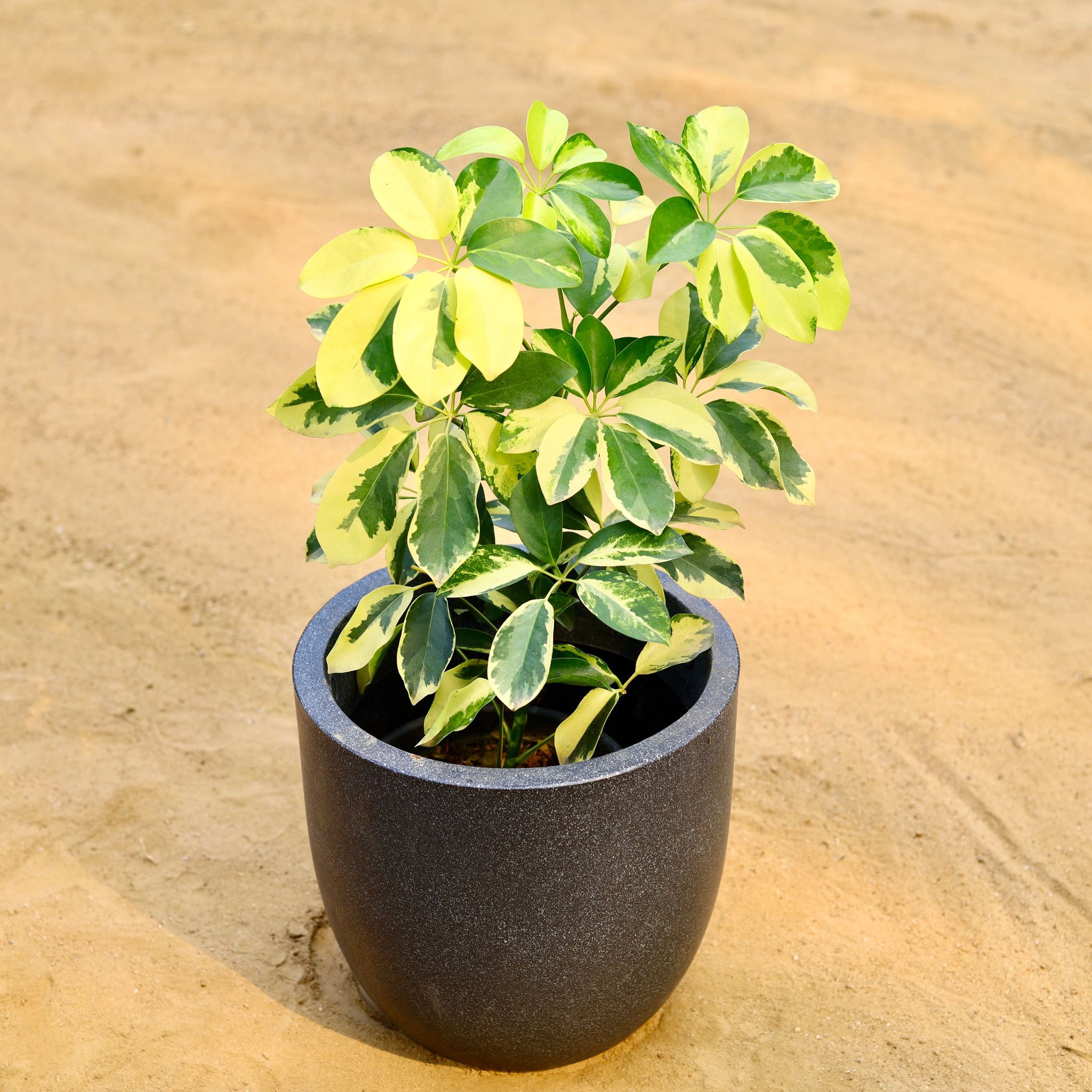 Schefflera Variegated in 12 X 12 Inch Grey Premium Convessa Fiberglass Planter