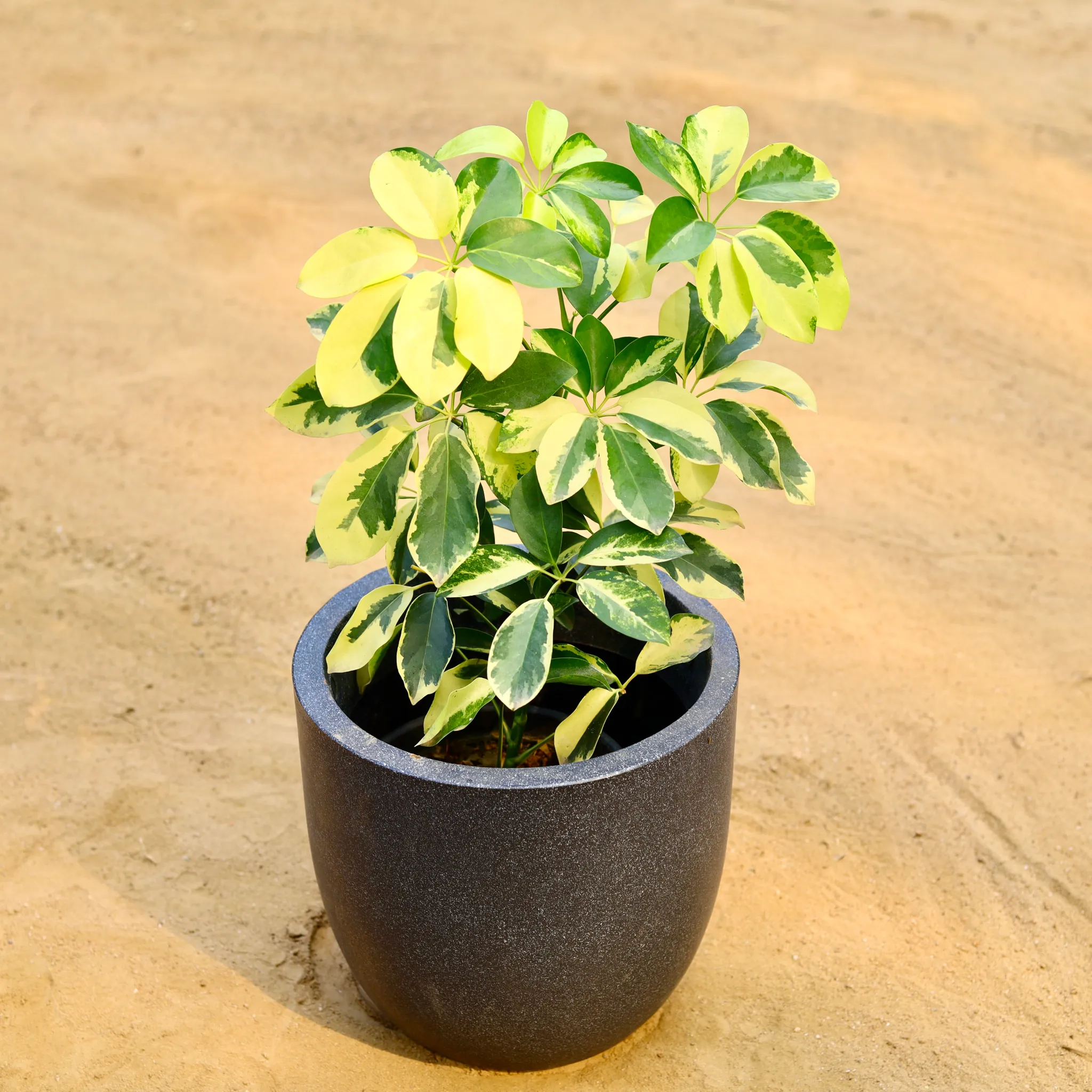 Schefflera Variegated in 12 X 12 Inch Grey Premium Convessa Fiberglass Planter