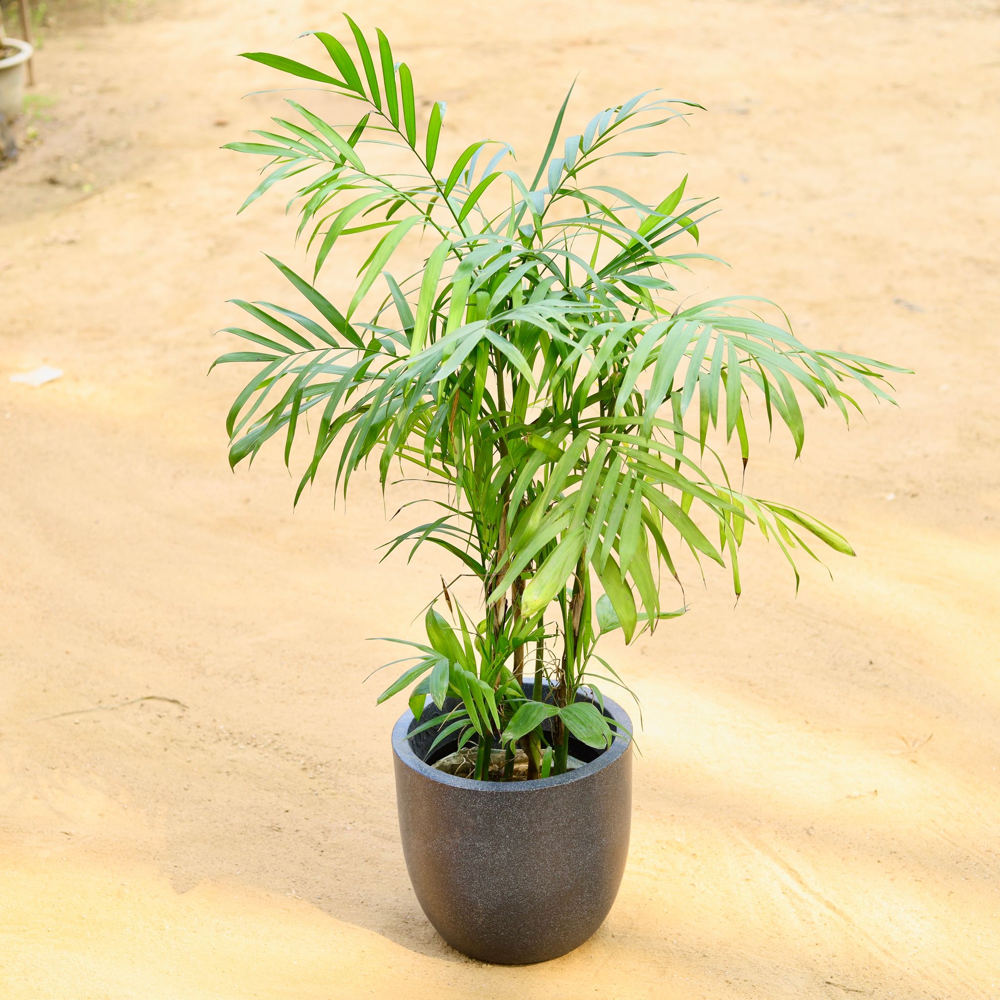 Chamaedorea Palm (~ 3 Ft) in 12 X 12 Inch Grey Premium Convessa Fiberglass Planter